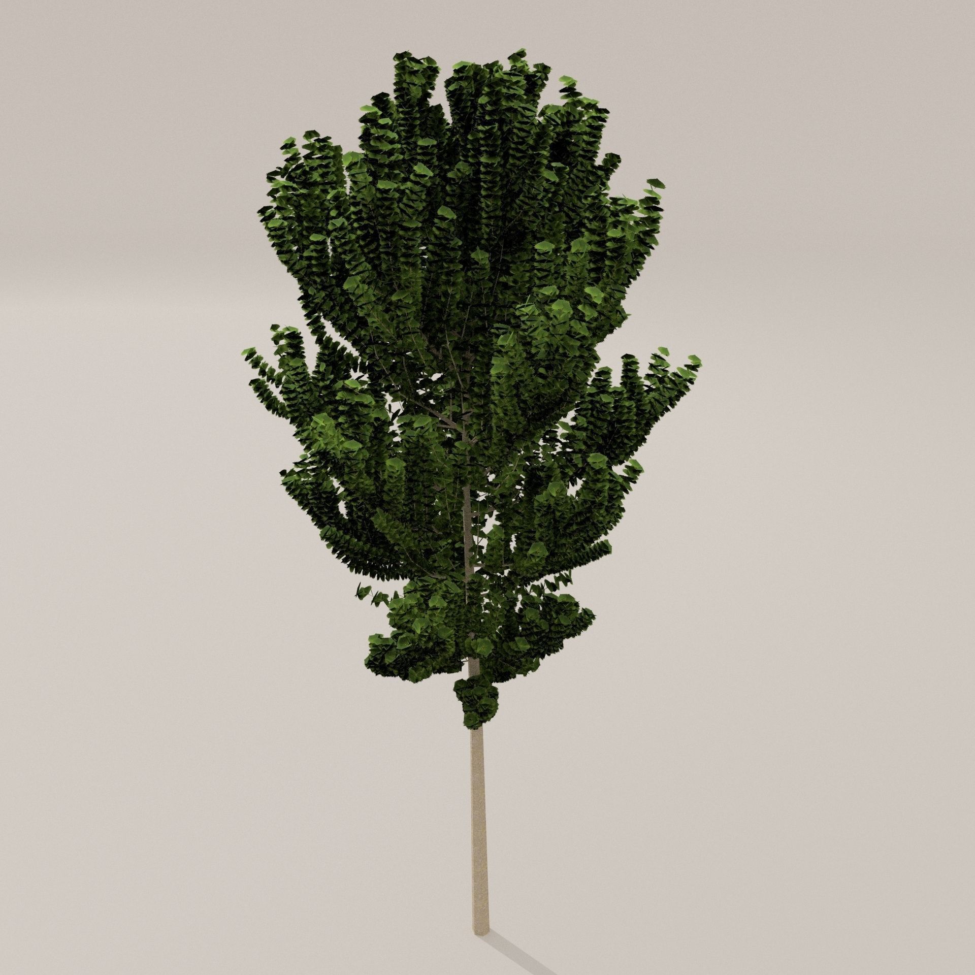 Birch Tree Low-poly 3D model_15