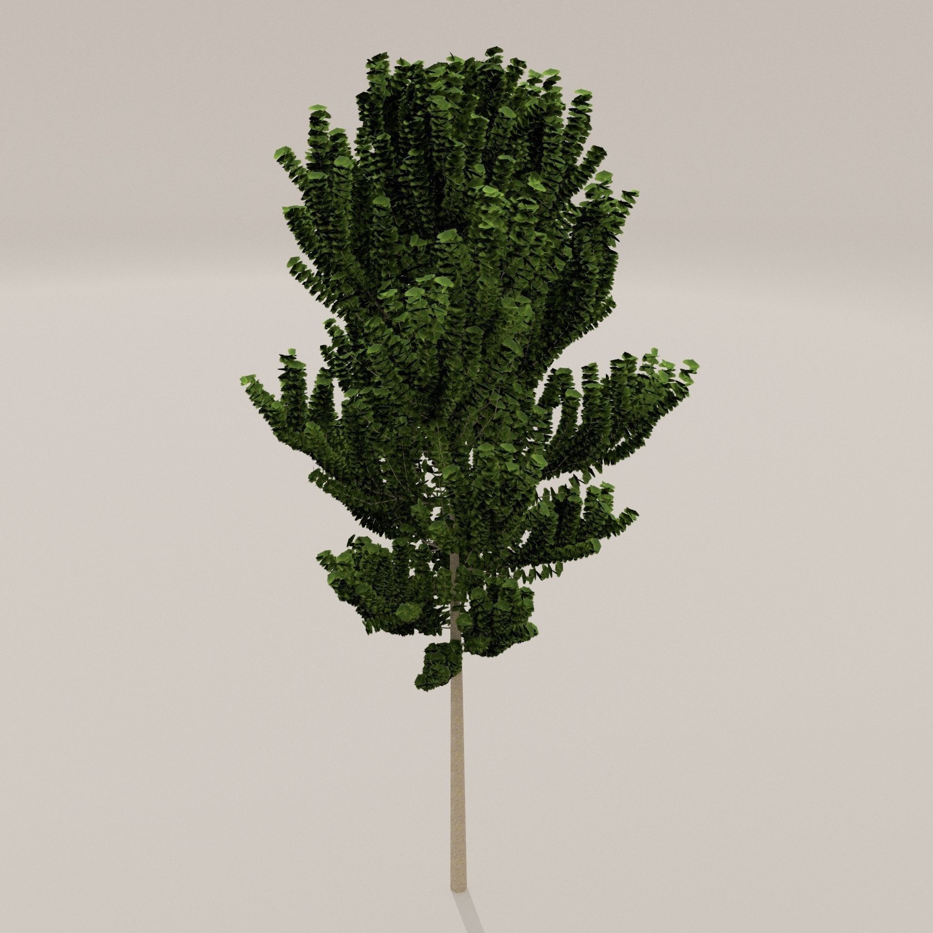 Birch Tree Low-poly 3D model_11