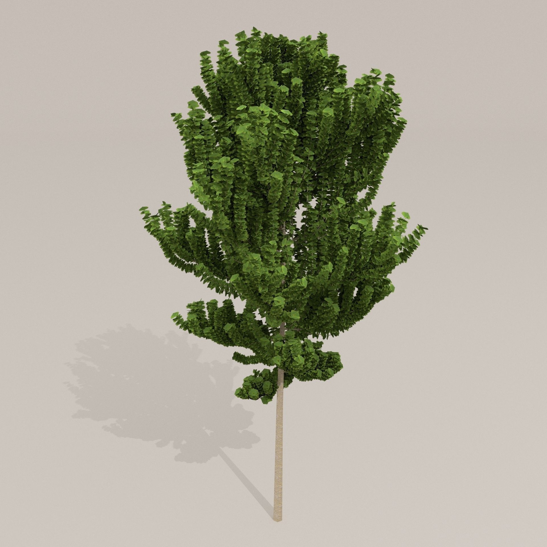 Birch Tree Low-poly 3D model_18