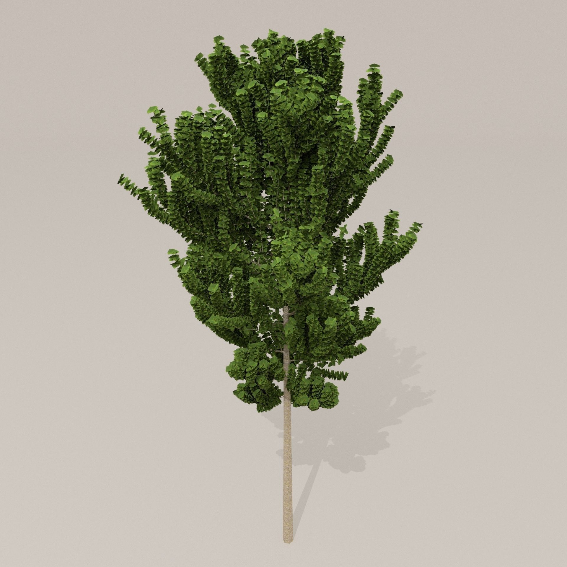 Birch Tree Low-poly 3D model_12