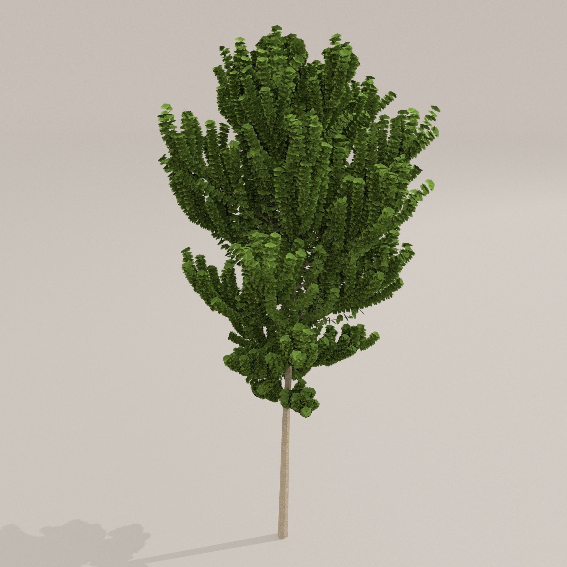 Birch Tree Low-poly 3D model_2