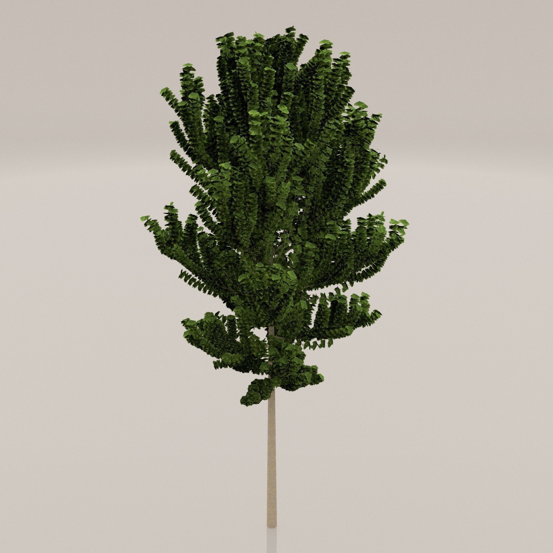 Birch Tree Low-poly 3D model_1