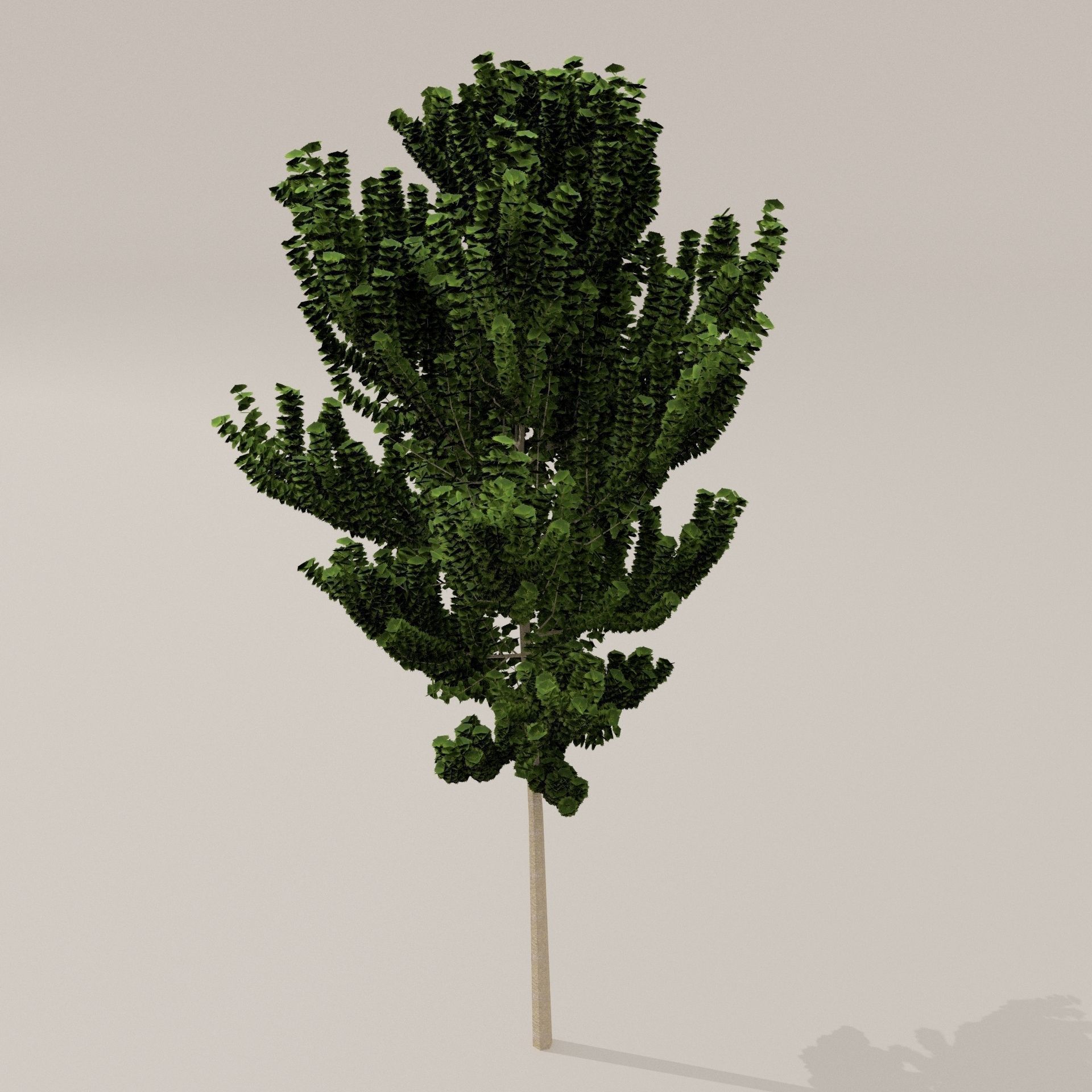 Birch Tree Low-poly 3D model_16
