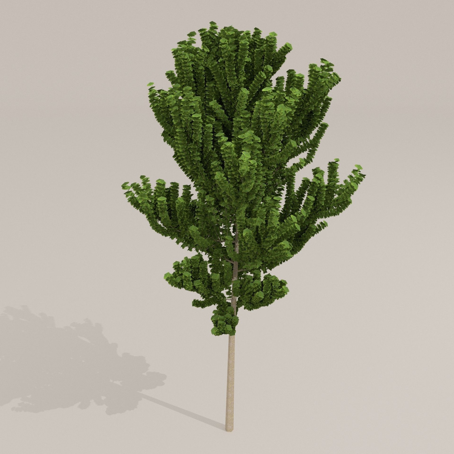 Birch Tree Low-poly 3D model_7