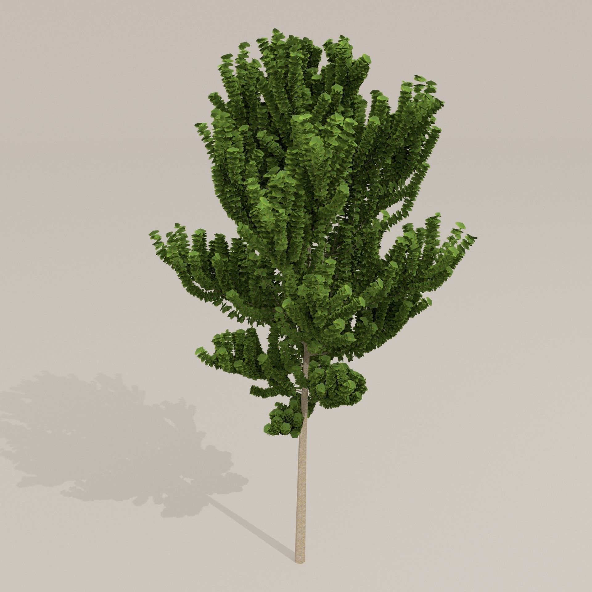 Birch Tree Low-poly 3D model_9