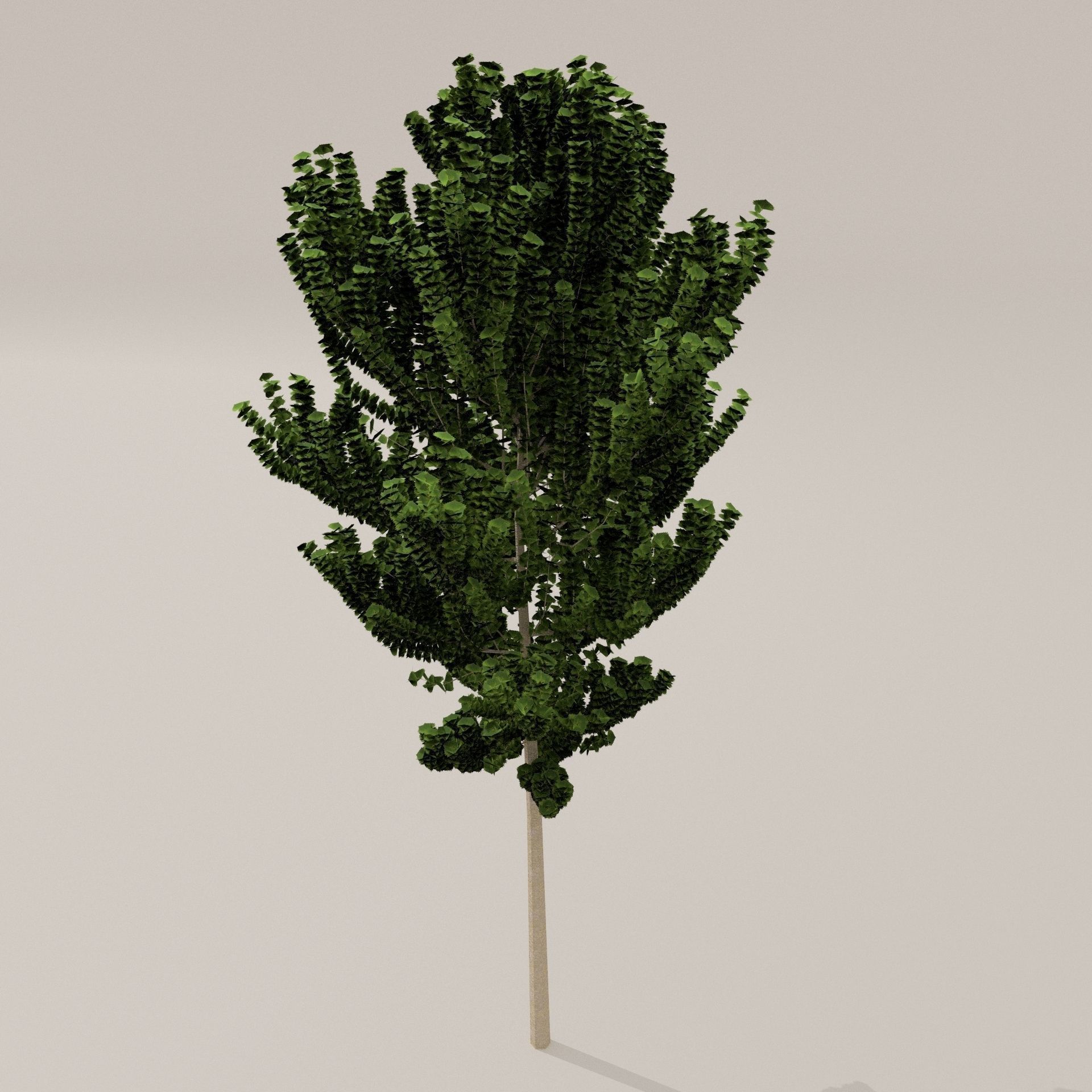 Birch Tree Low-poly 3D model_10