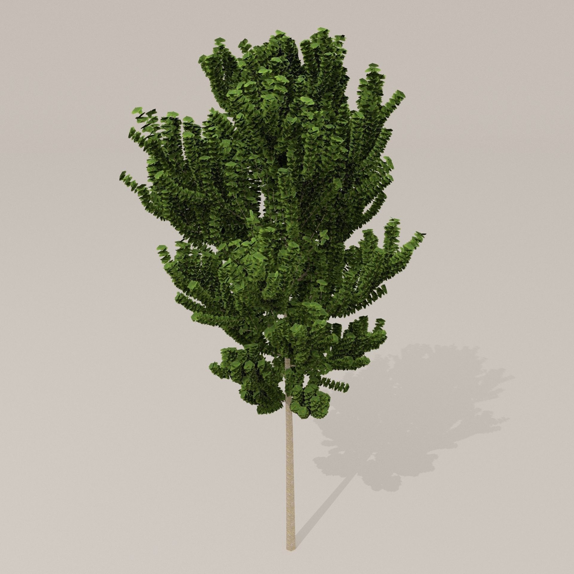 Birch Tree Low-poly 3D model_8