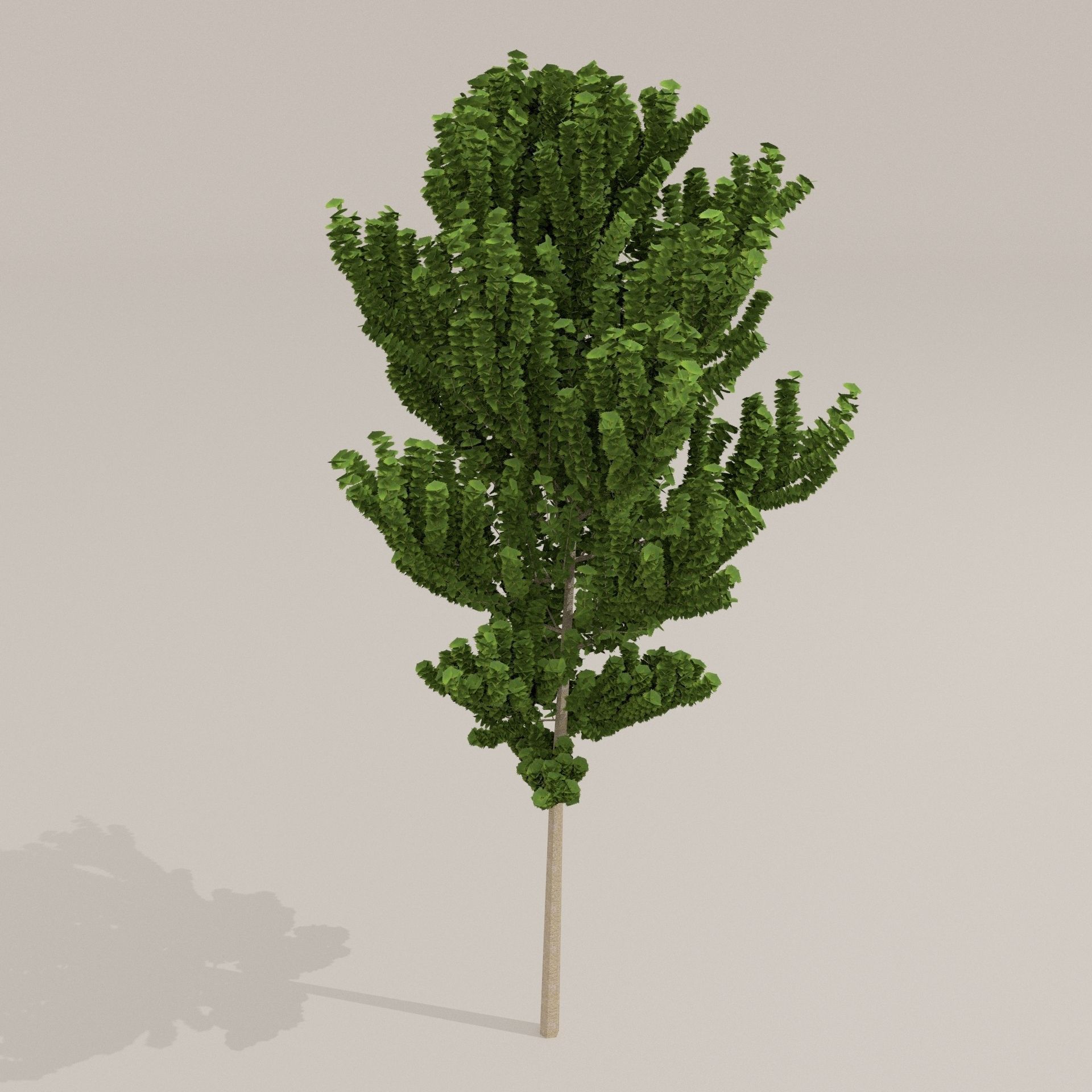 Birch Tree Low-poly 3D model_13