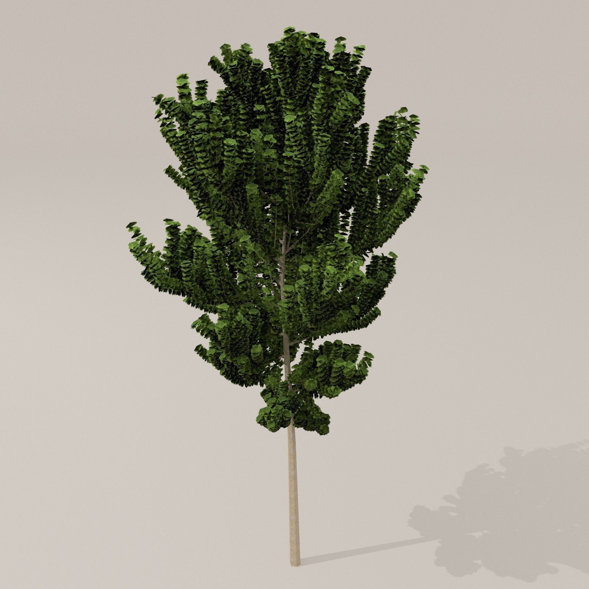Birch Tree Low-poly 3D model_6