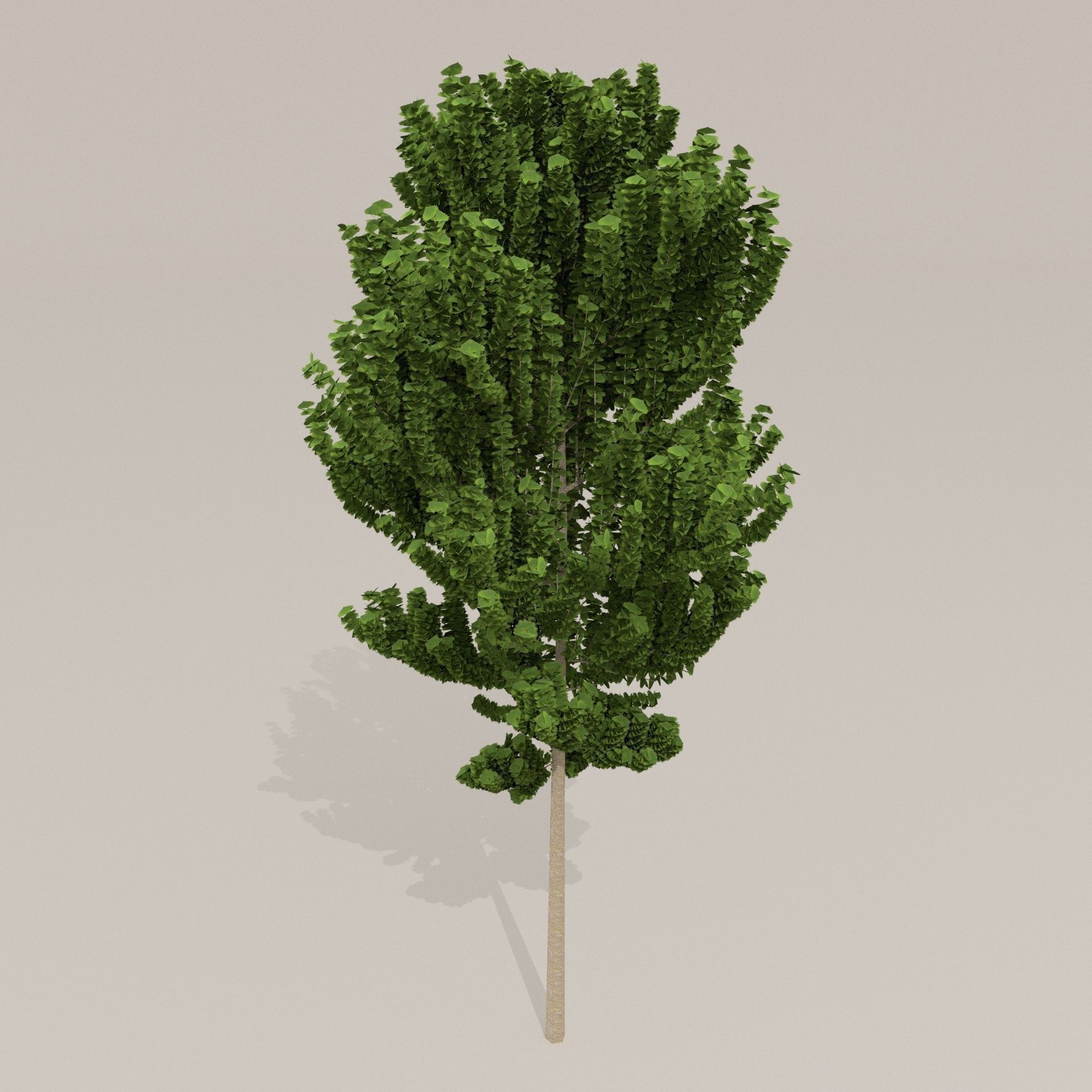 Birch Tree Low-poly 3D model_14