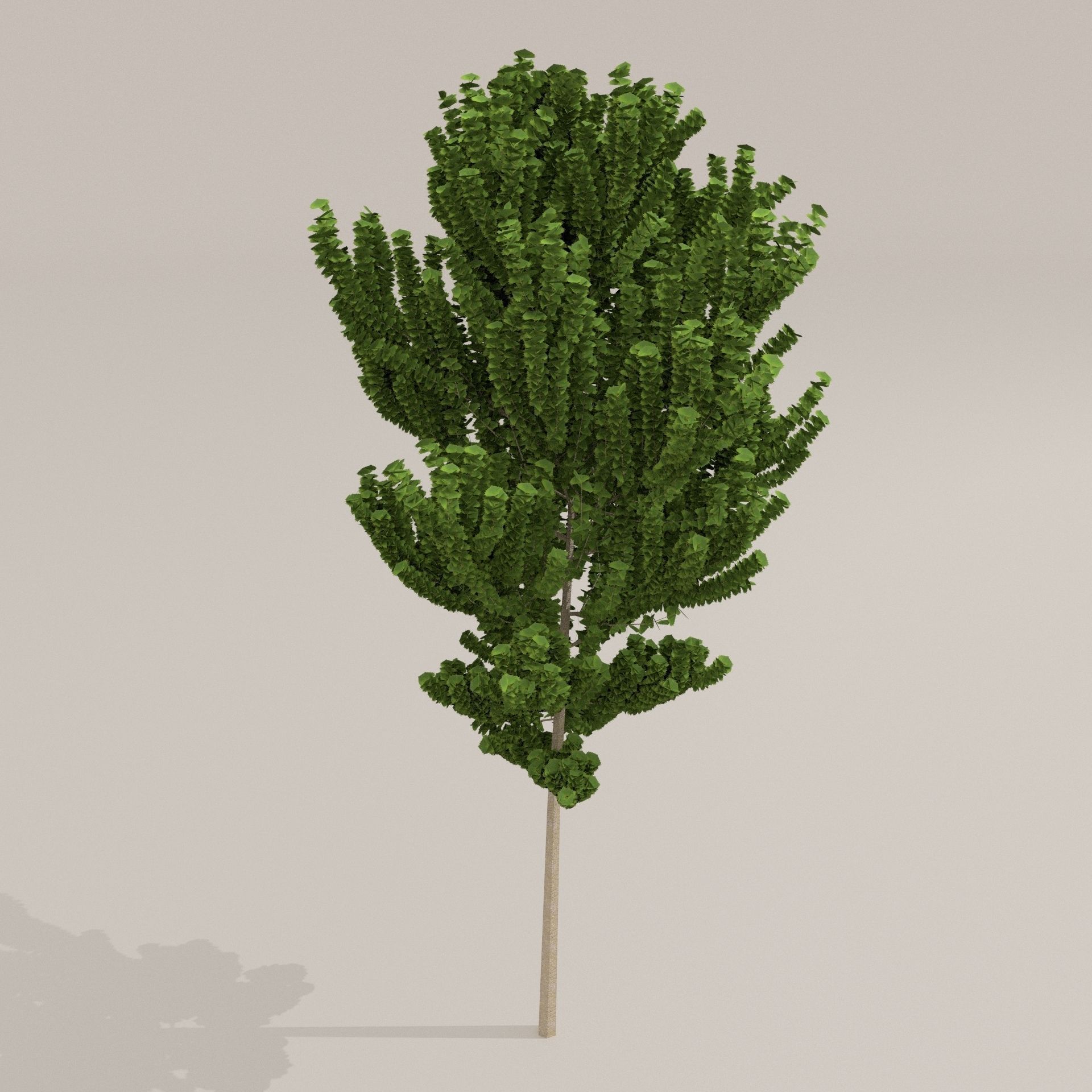 Birch Tree Low-poly 3D model_21