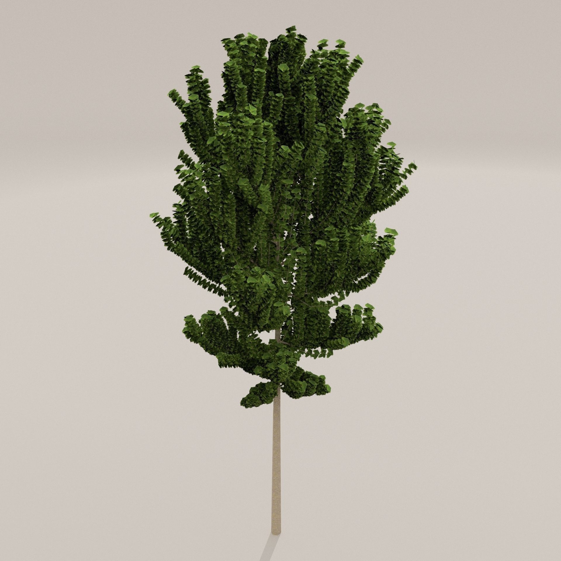 Birch Tree Low-poly 3D model_5