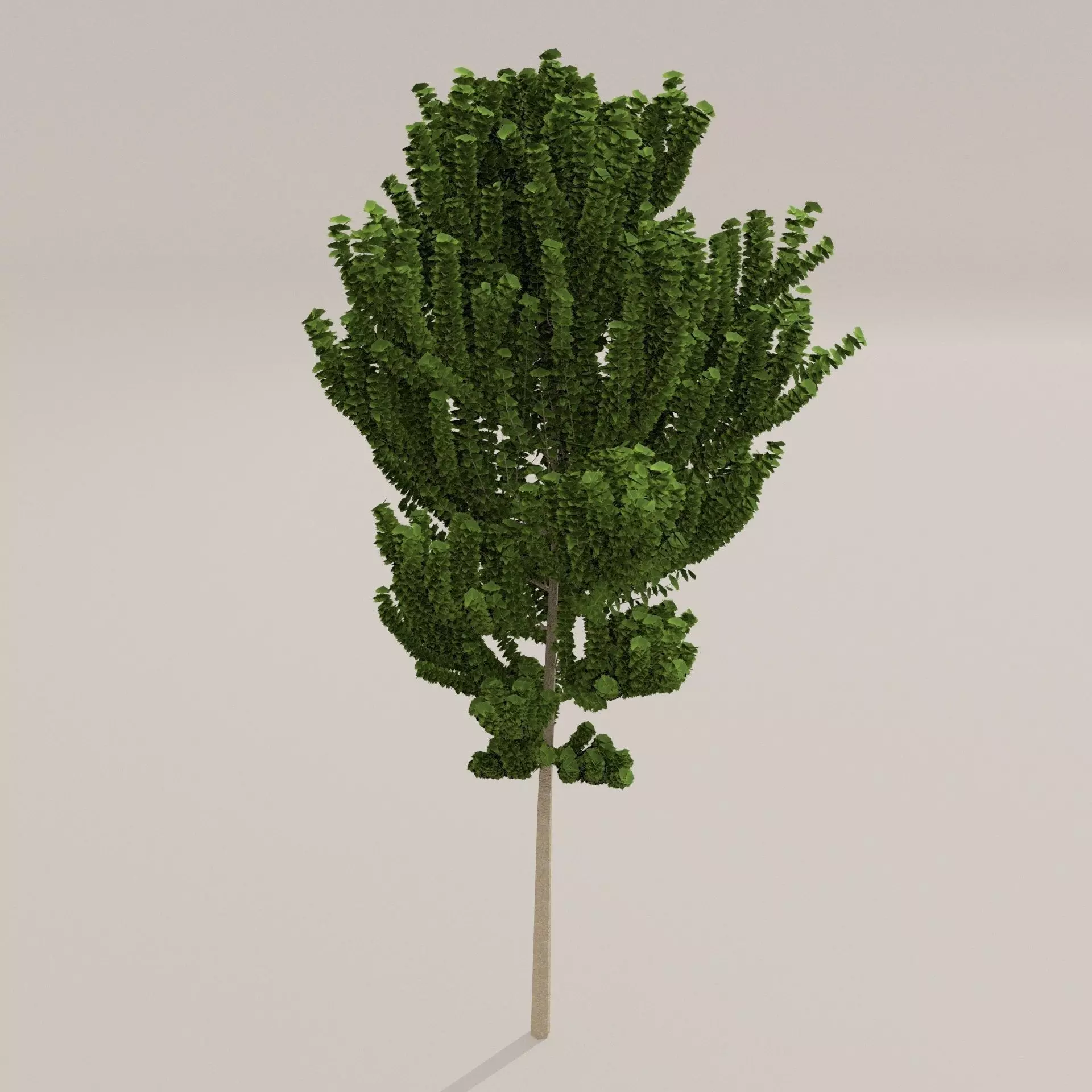 Birch Tree Low-poly 3D model_0
