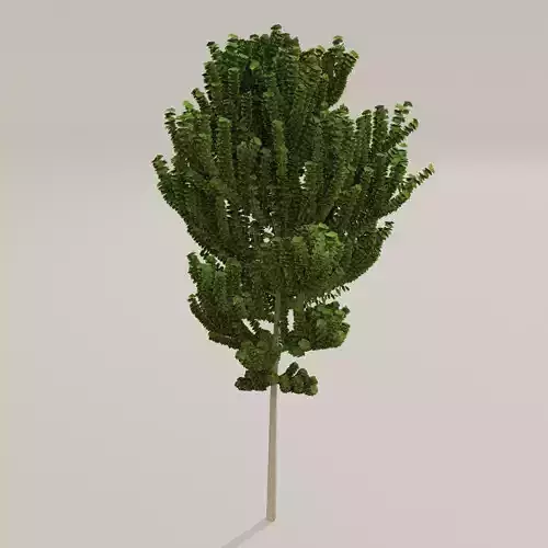 Birch Tree Low-poly 3D model