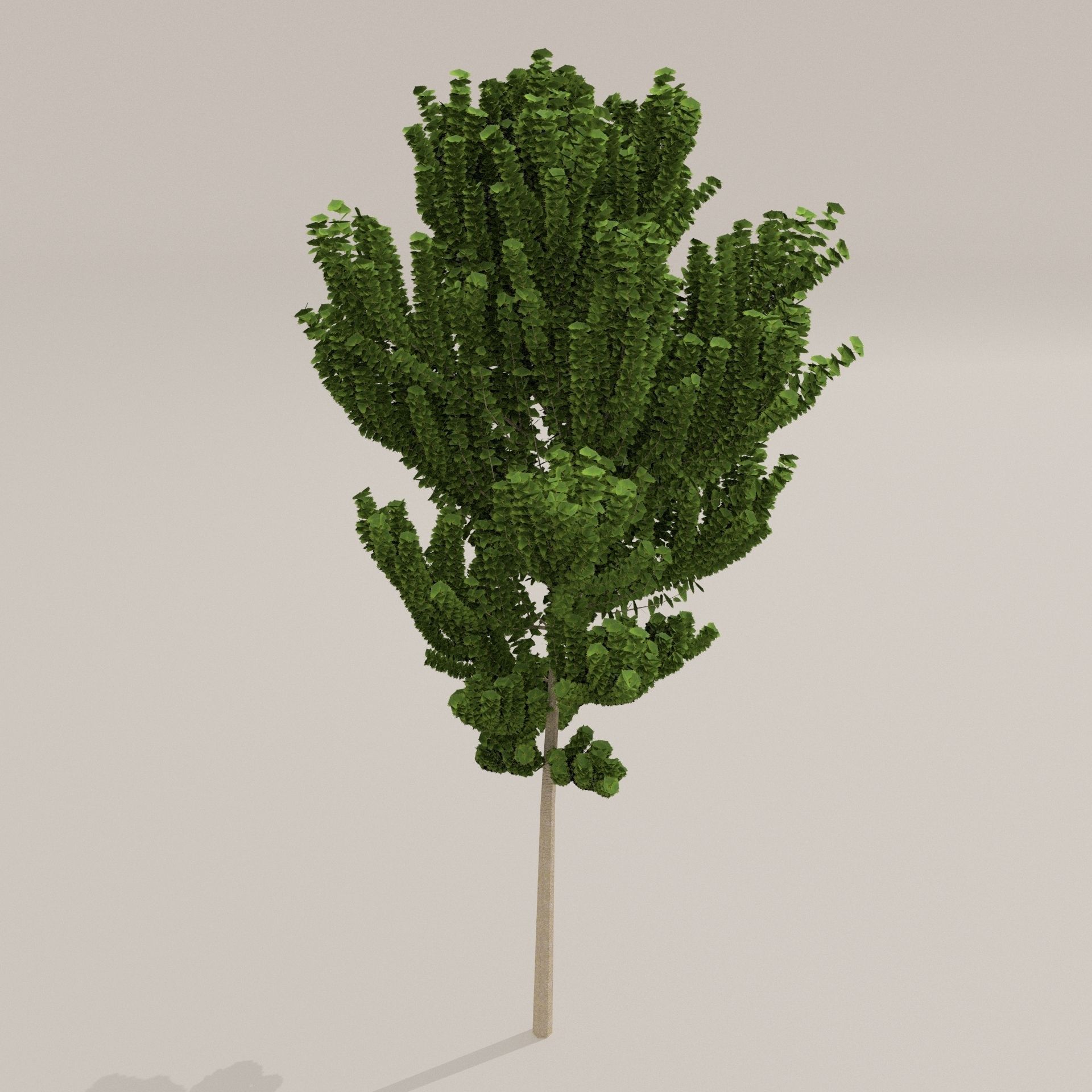Birch Tree Low-poly 3D model_3