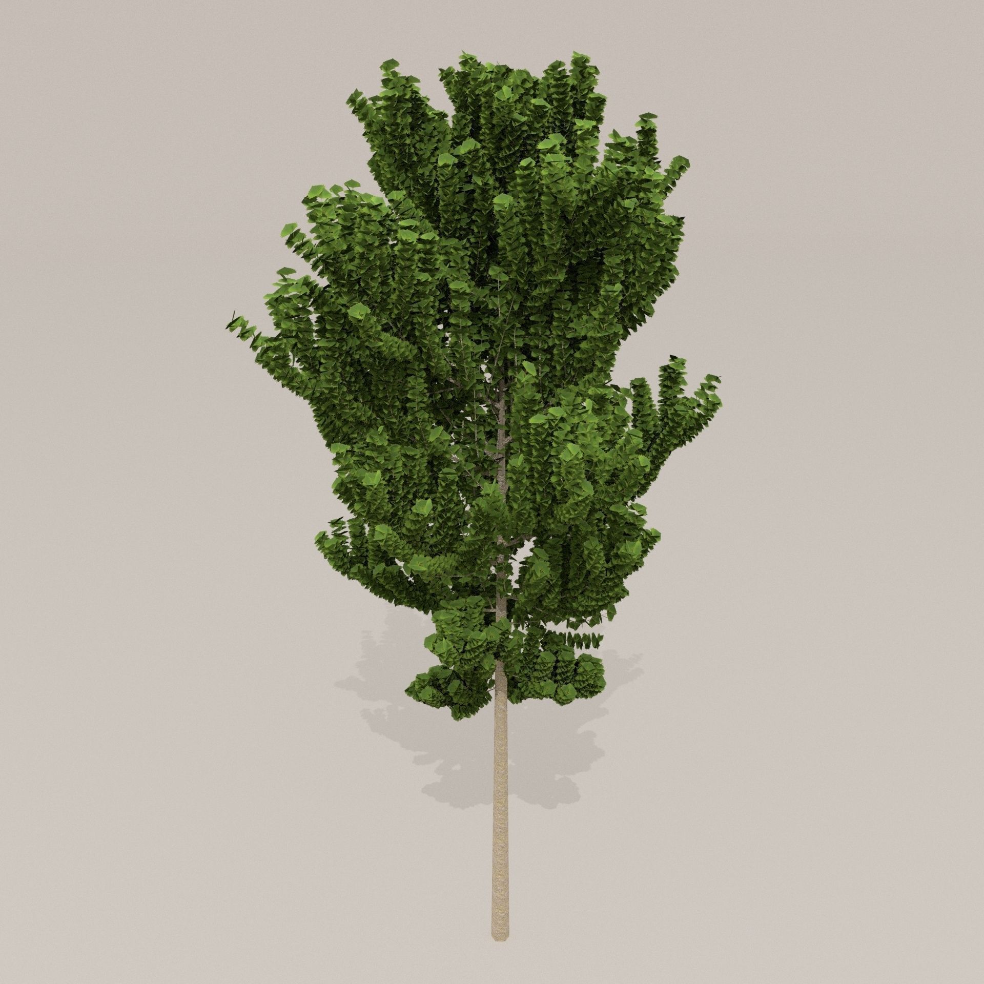 Birch Tree Low-poly 3D model_20