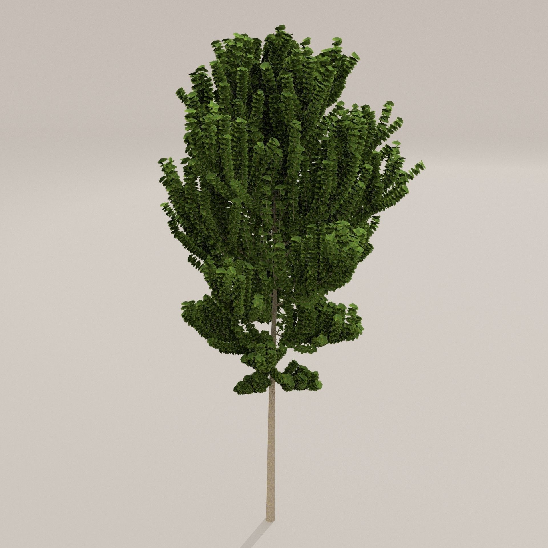 Birch Tree Low-poly 3D model_4