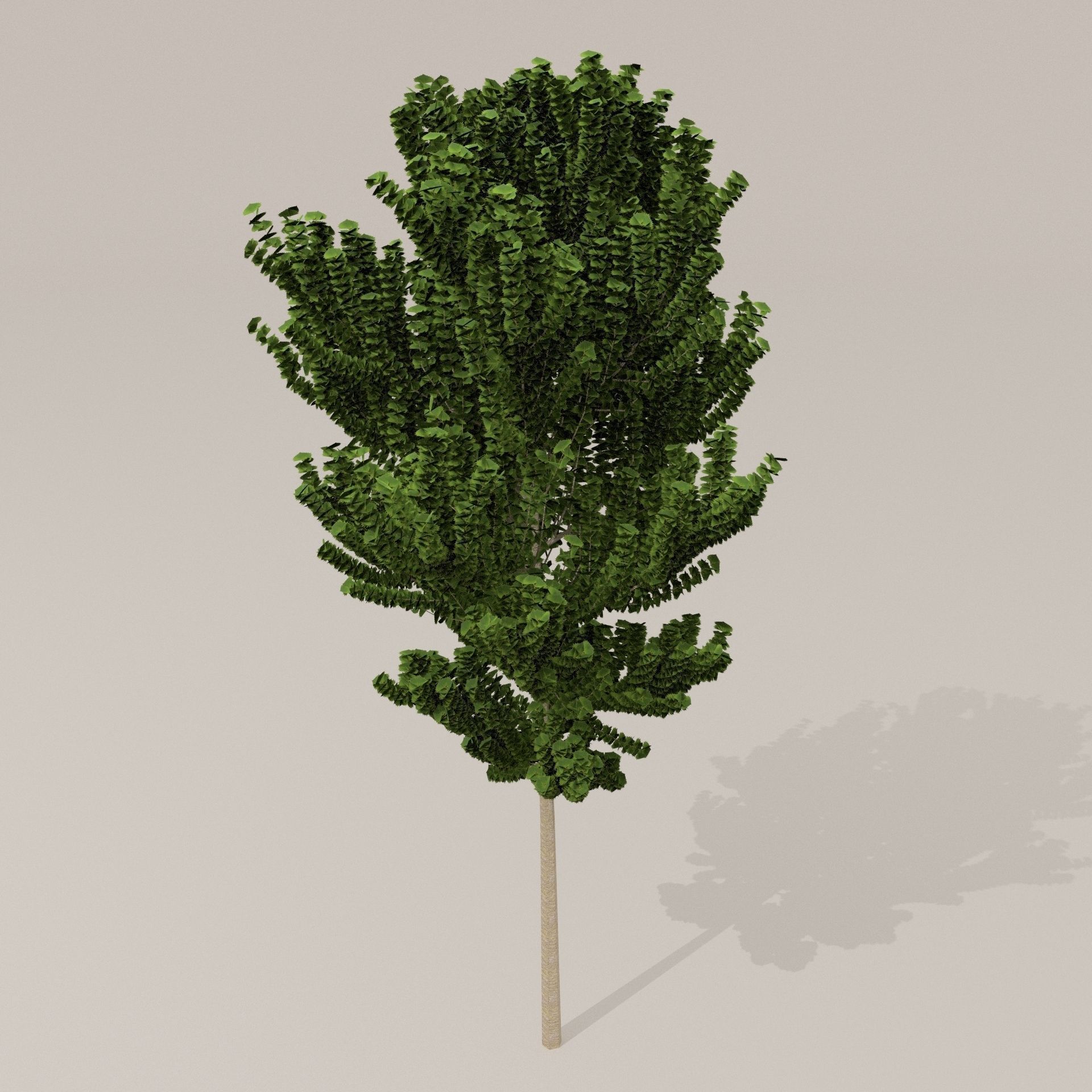 Birch Tree Low-poly 3D model_19