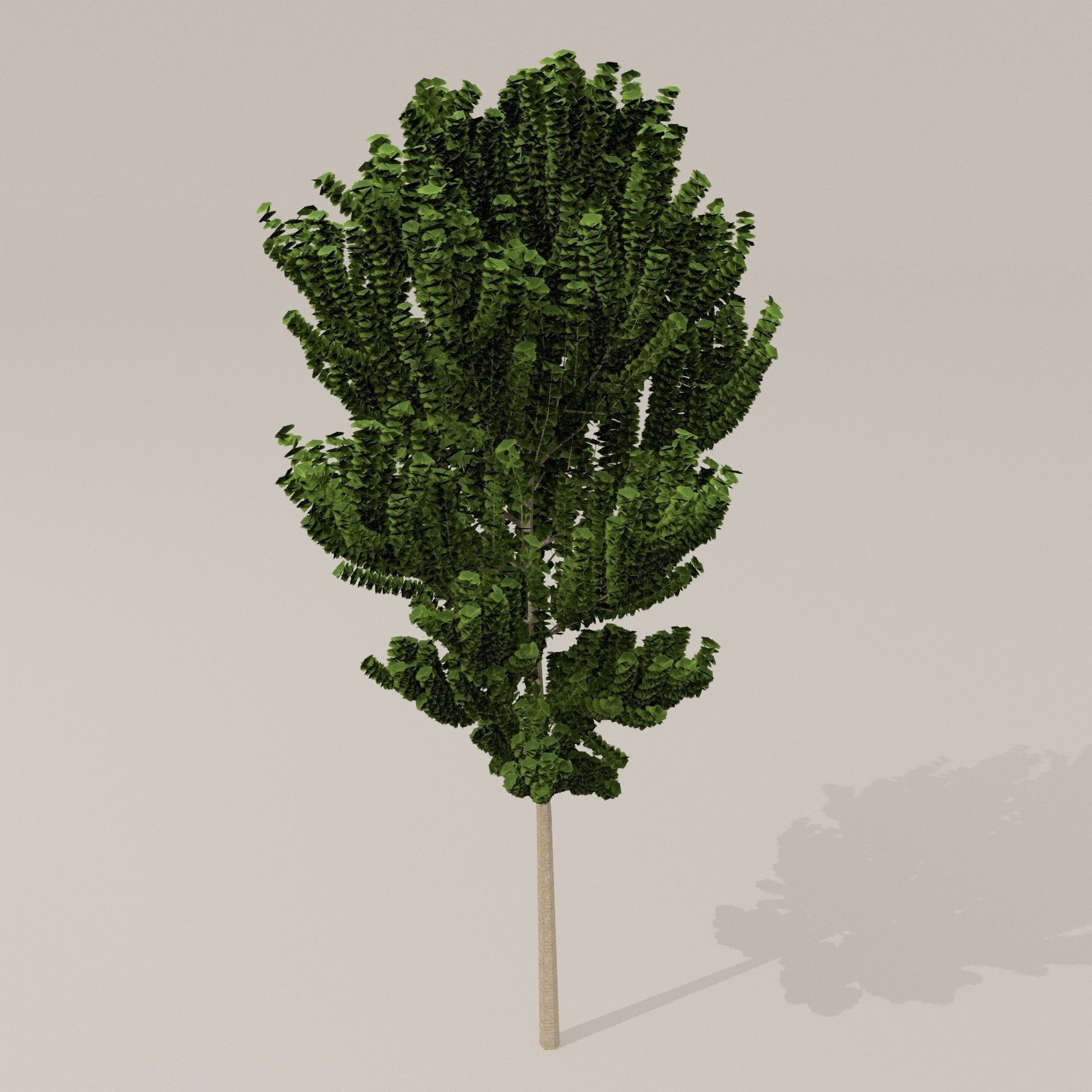 Birch Tree Low-poly 3D model_17