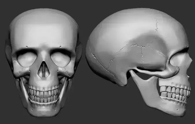 Human Skull 3D print model