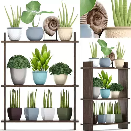 Collection plants potted shelf