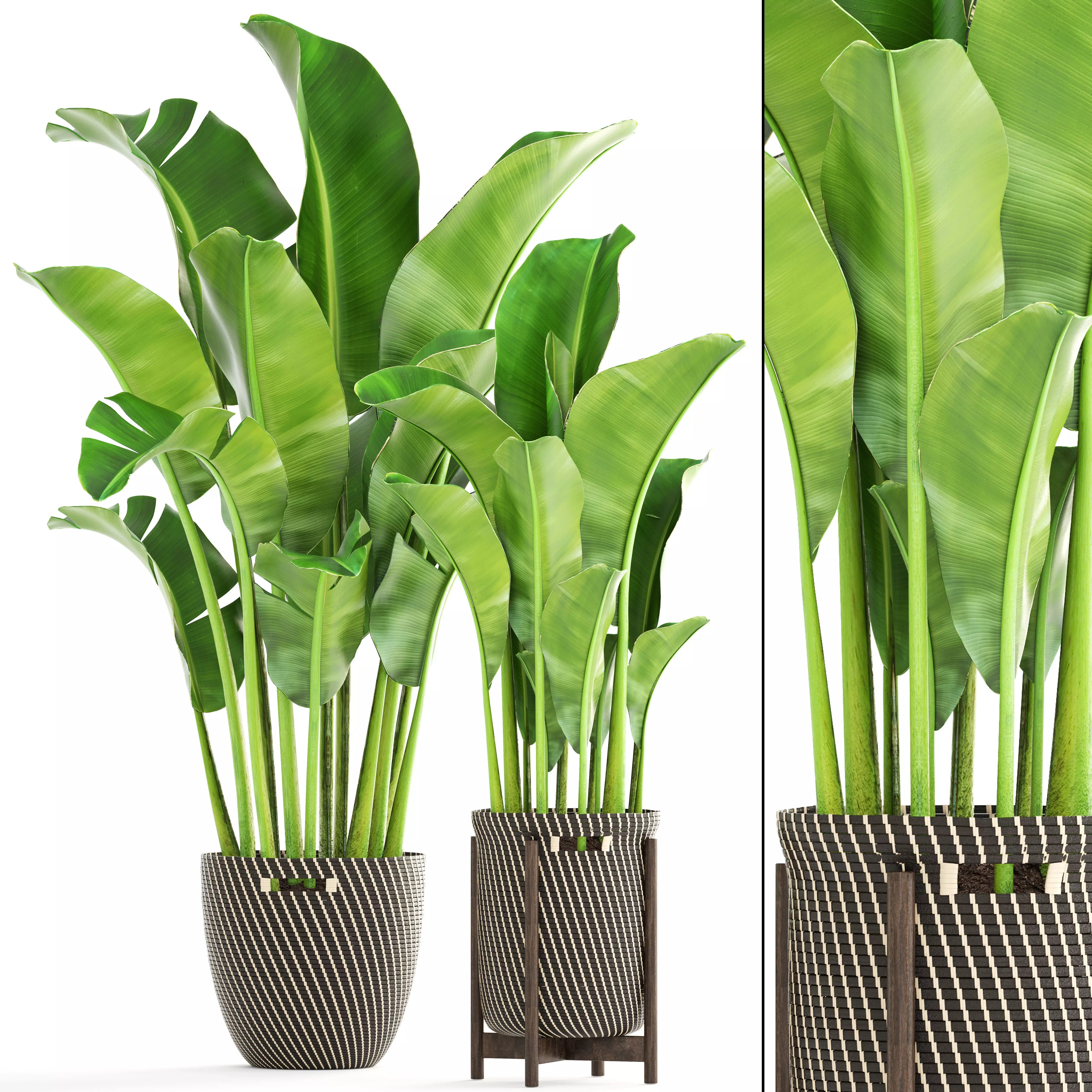 Banana palm 3D model_0