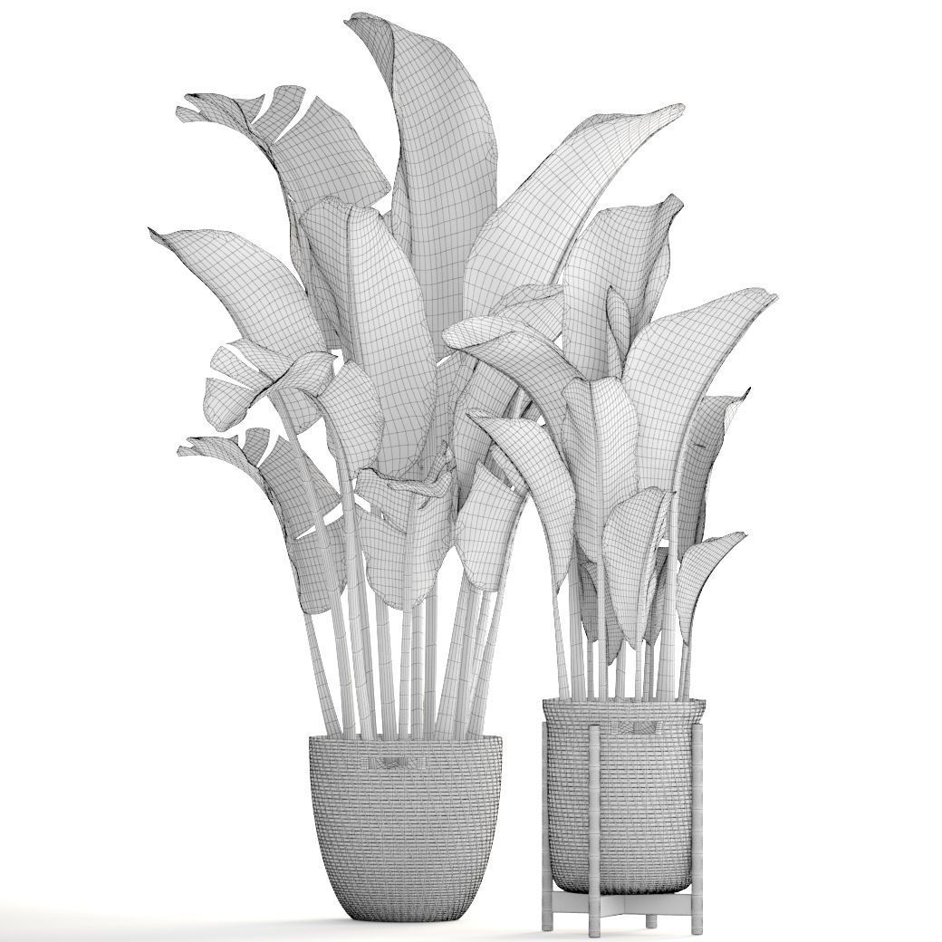 Banana palm 3D model_8