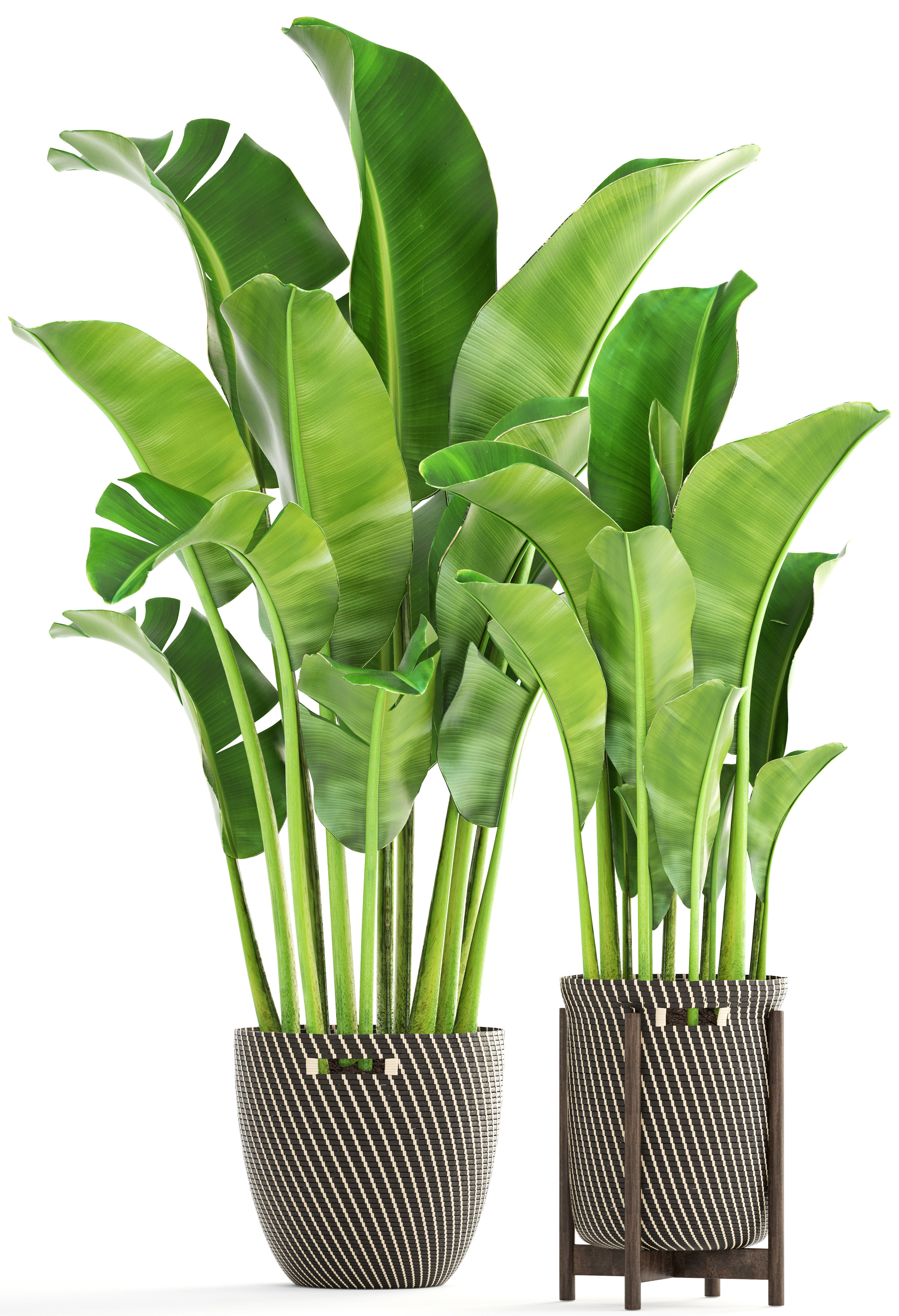 Banana palm 3D model_6