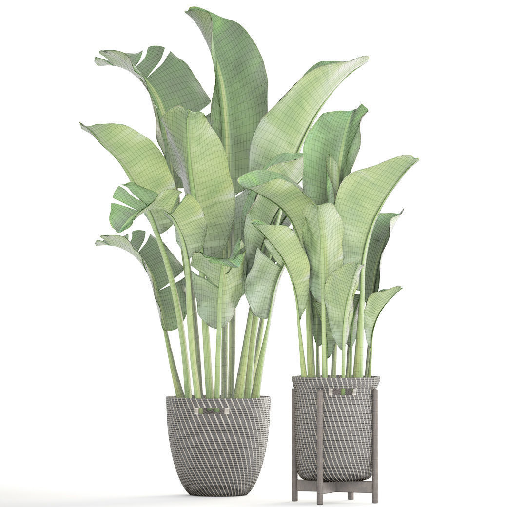 Banana palm 3D model_7