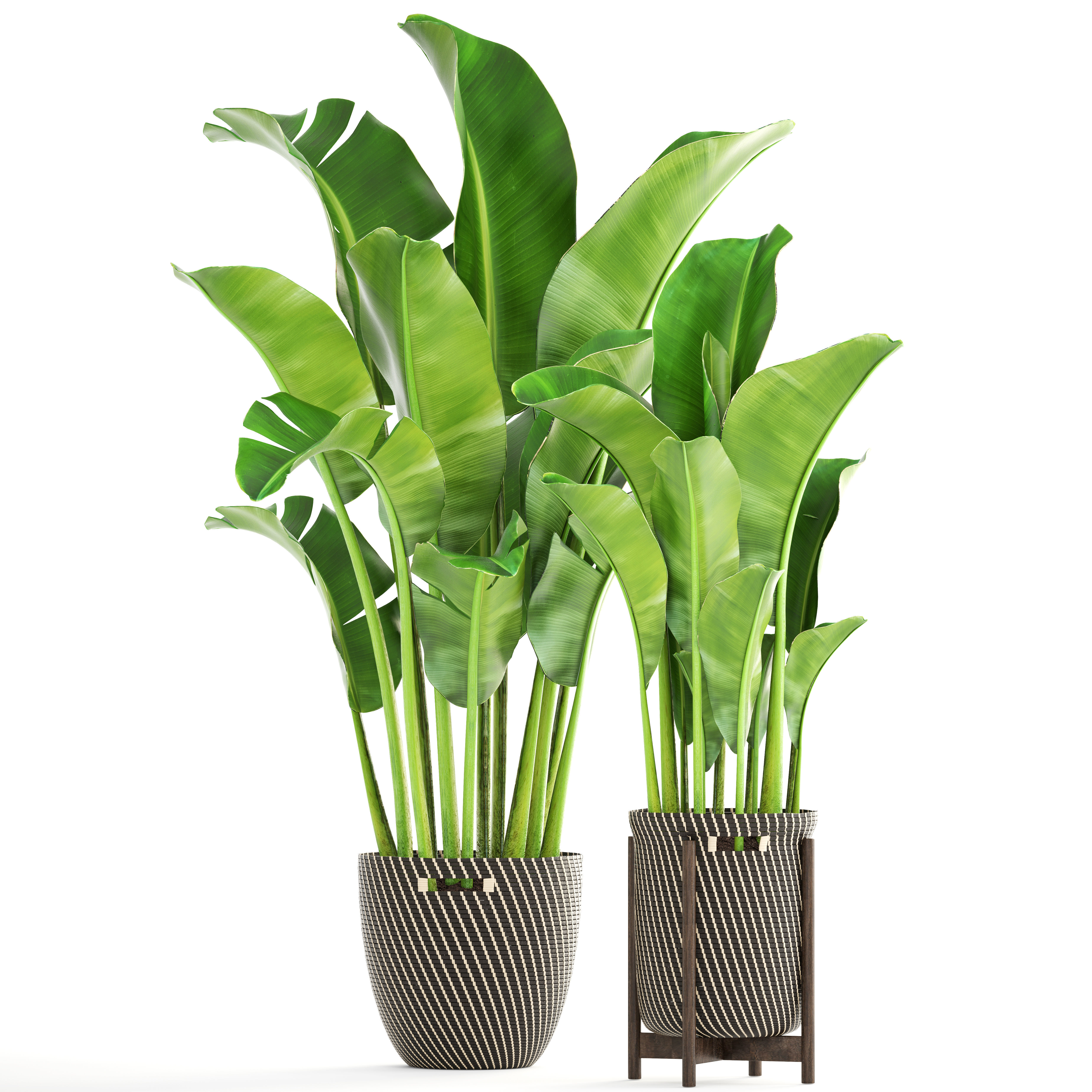 Banana palm 3D model_10