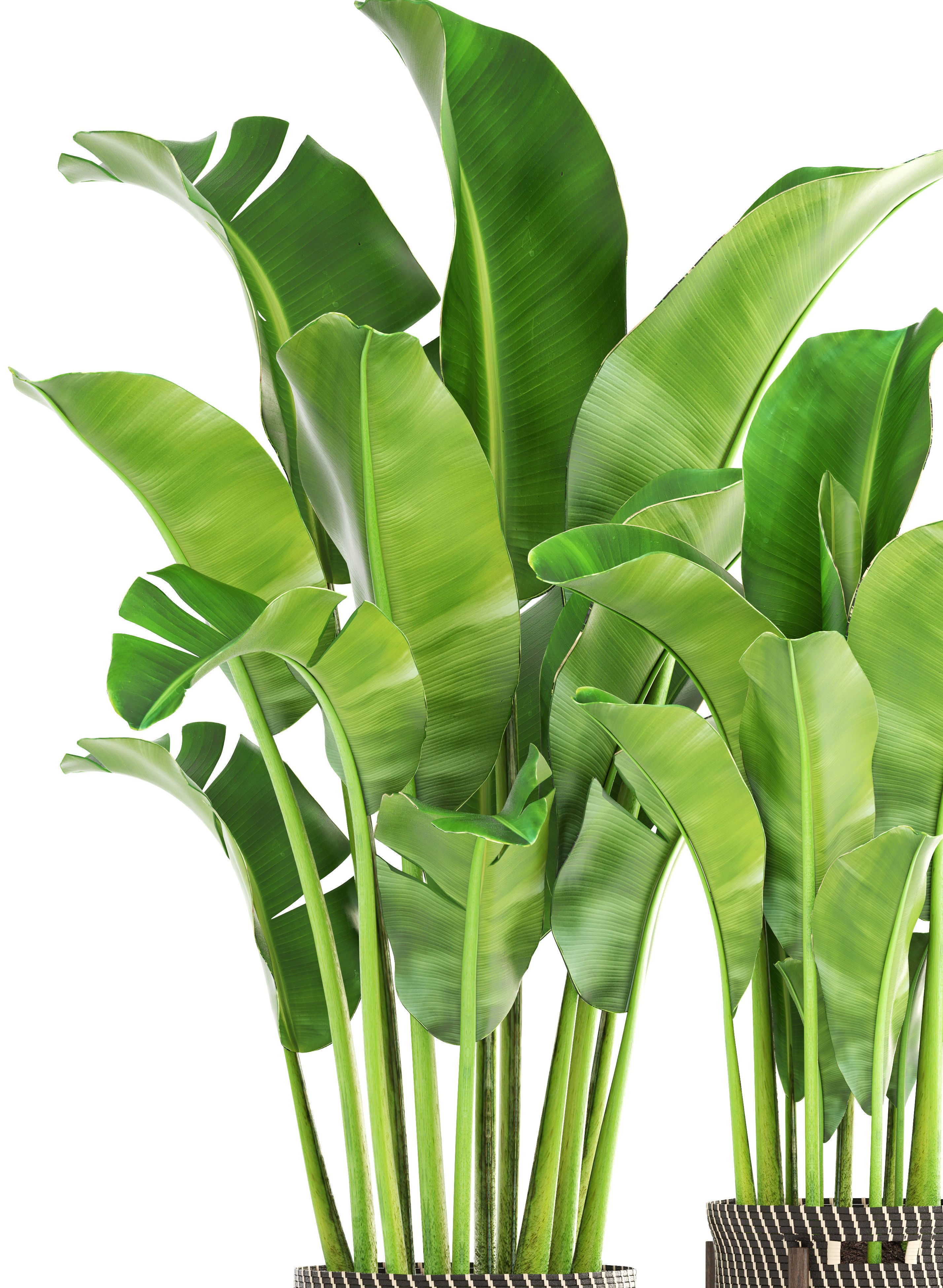 Banana palm 3D model_1