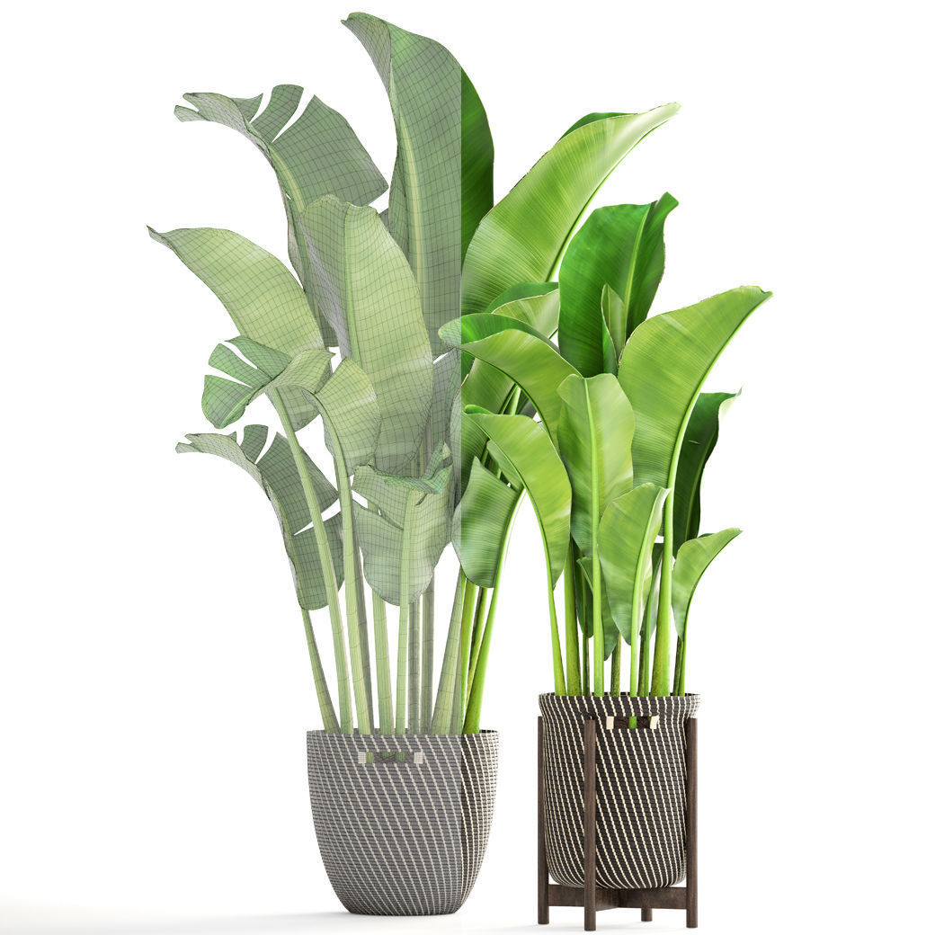 Banana palm 3D model_4