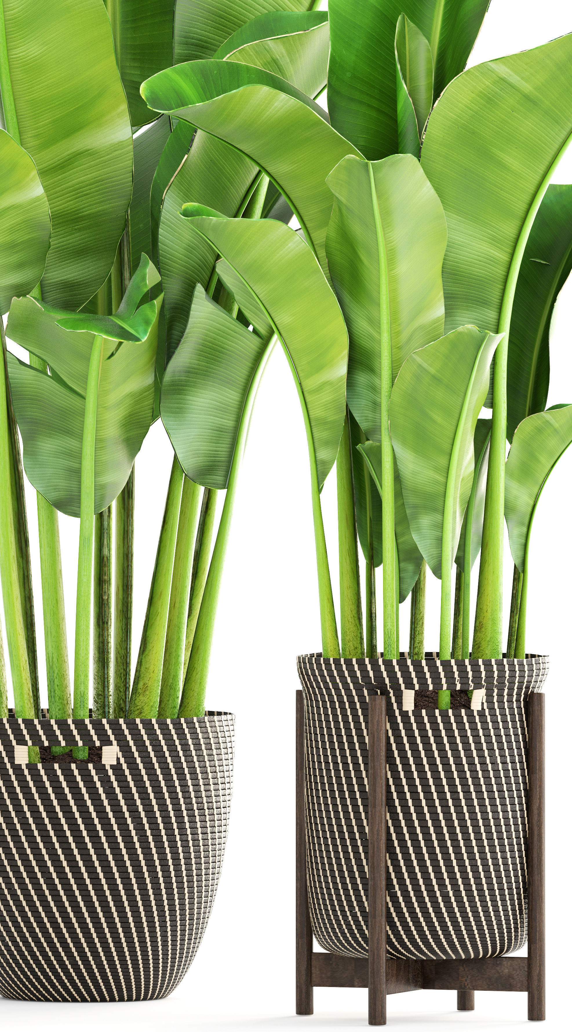 Banana palm 3D model_2