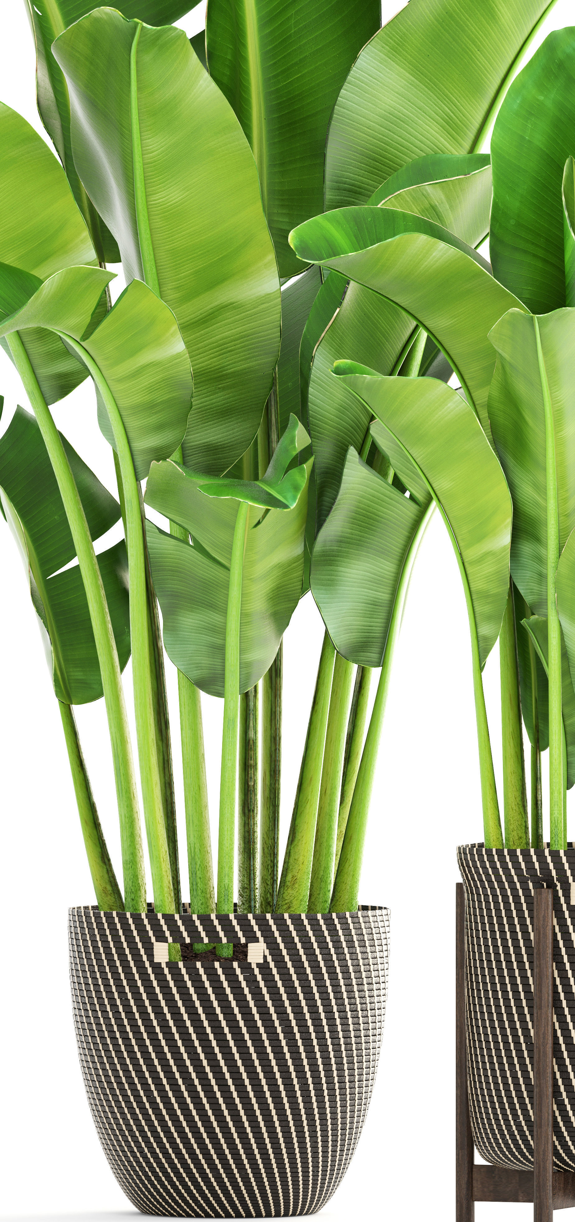 Banana palm 3D model_5