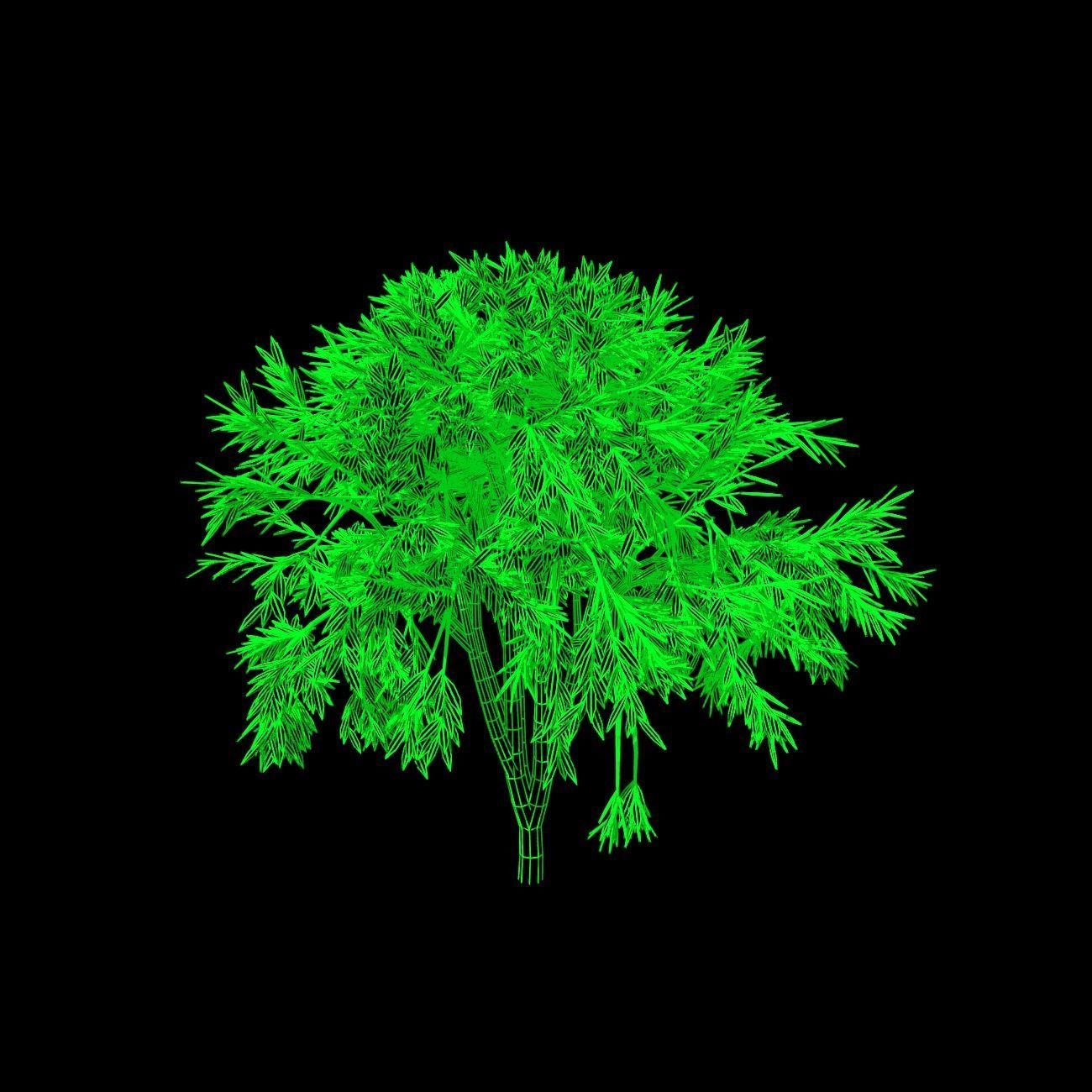 Shrub 1 tree 3D model_2