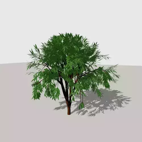 Shrub 1 tree