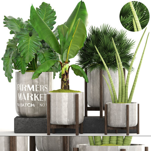 Collection of plants  3D model