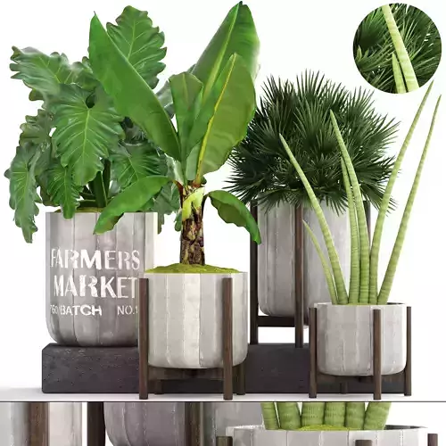 Collection of plants  3D model