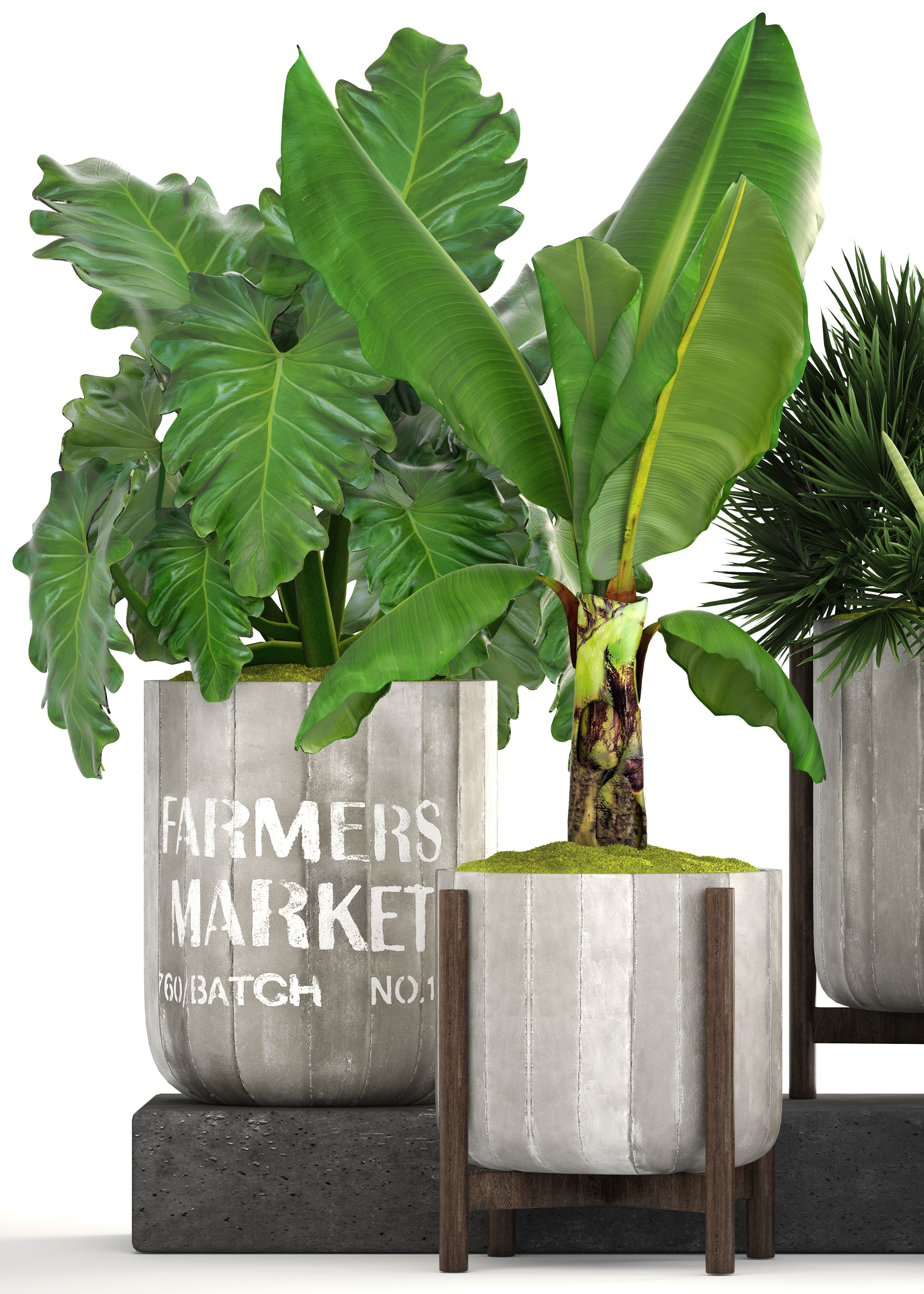 Collection of plants  3D model_1