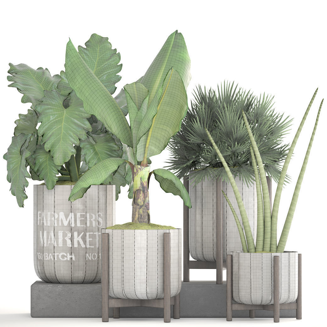 Collection of plants  3D model_4