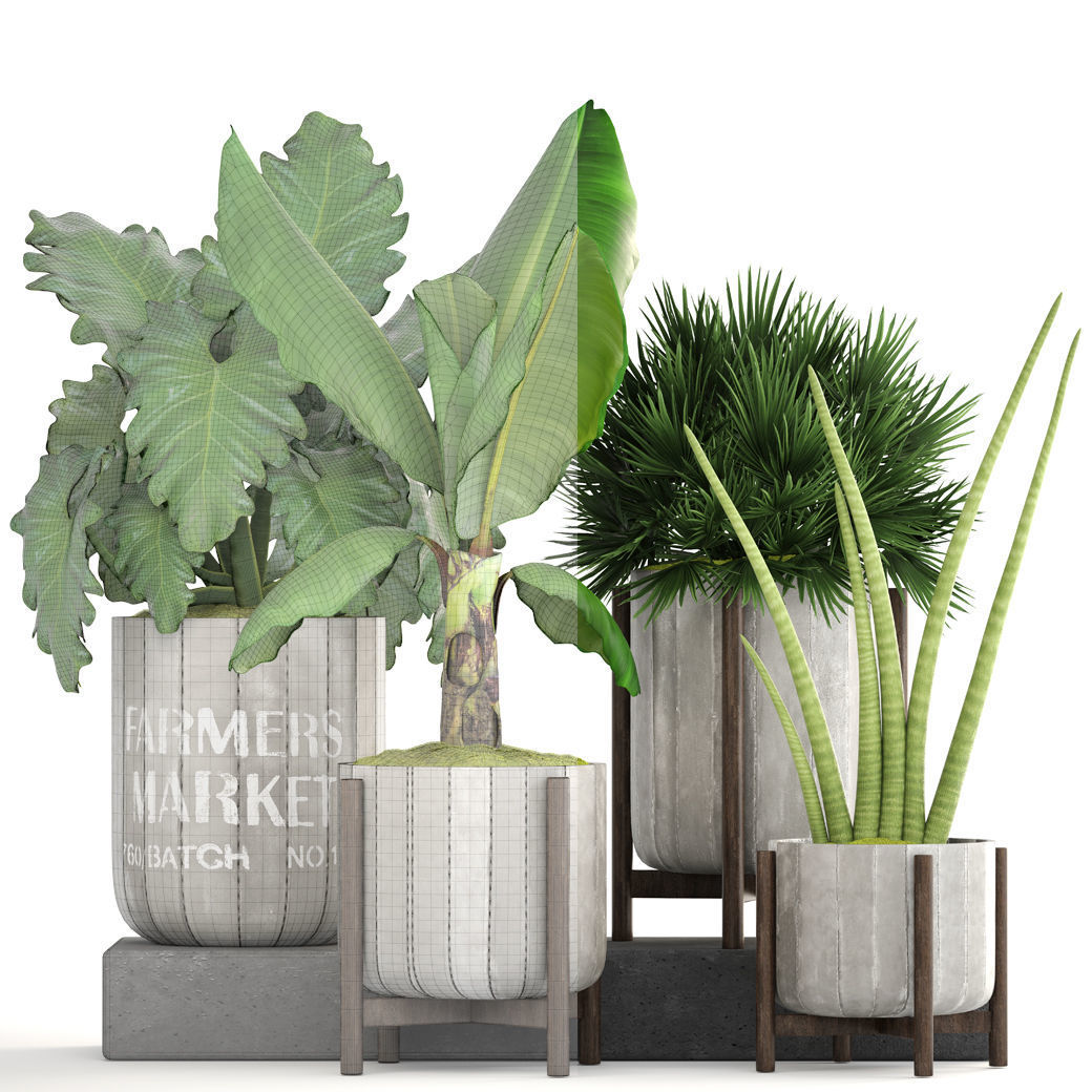 Collection of plants  3D model_5