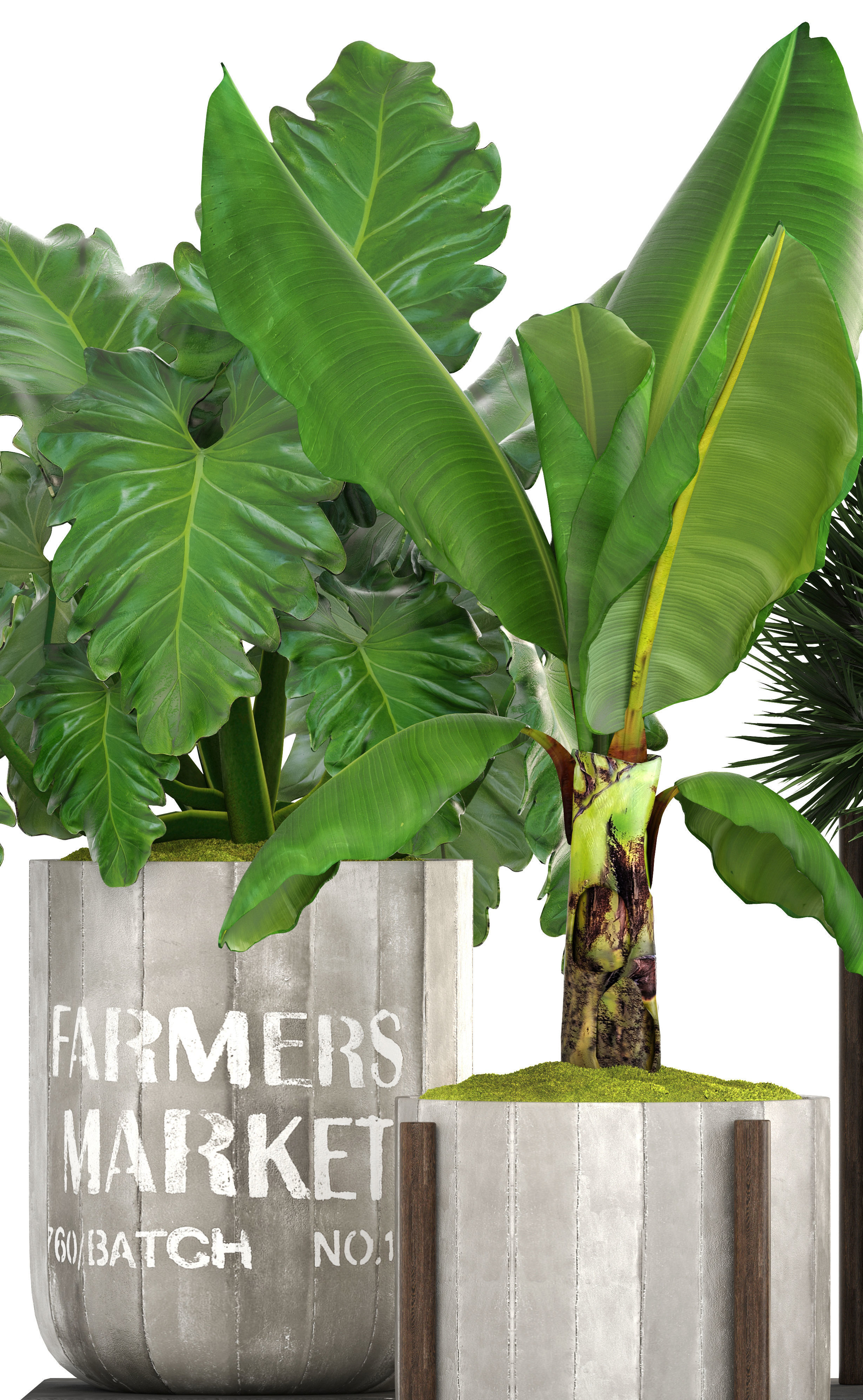 Collection of plants  3D model_2