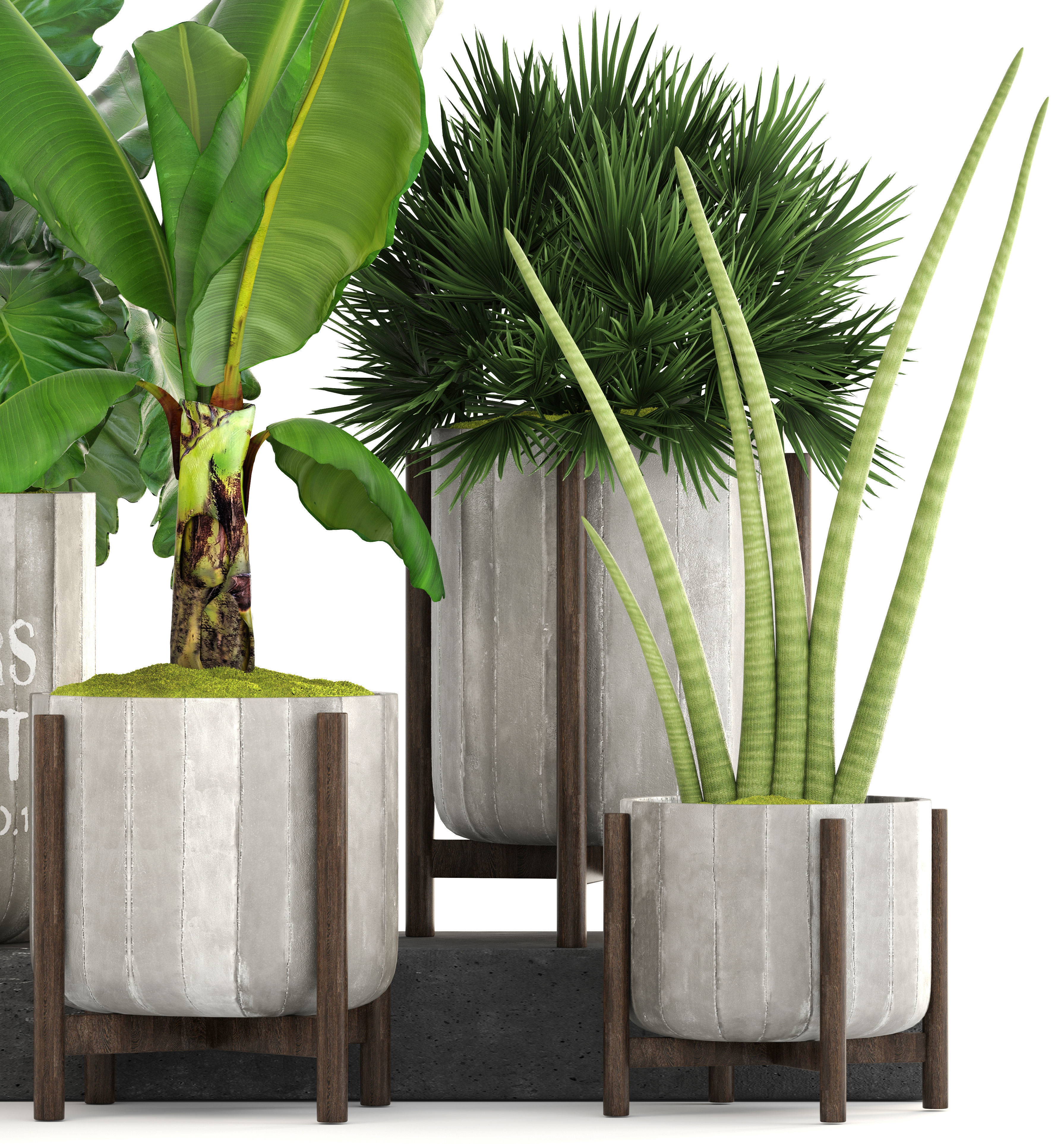 Collection of plants  3D model_8
