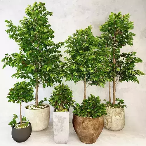 Trees bonsai tree in pot