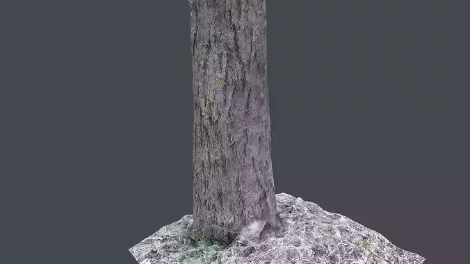 small tree