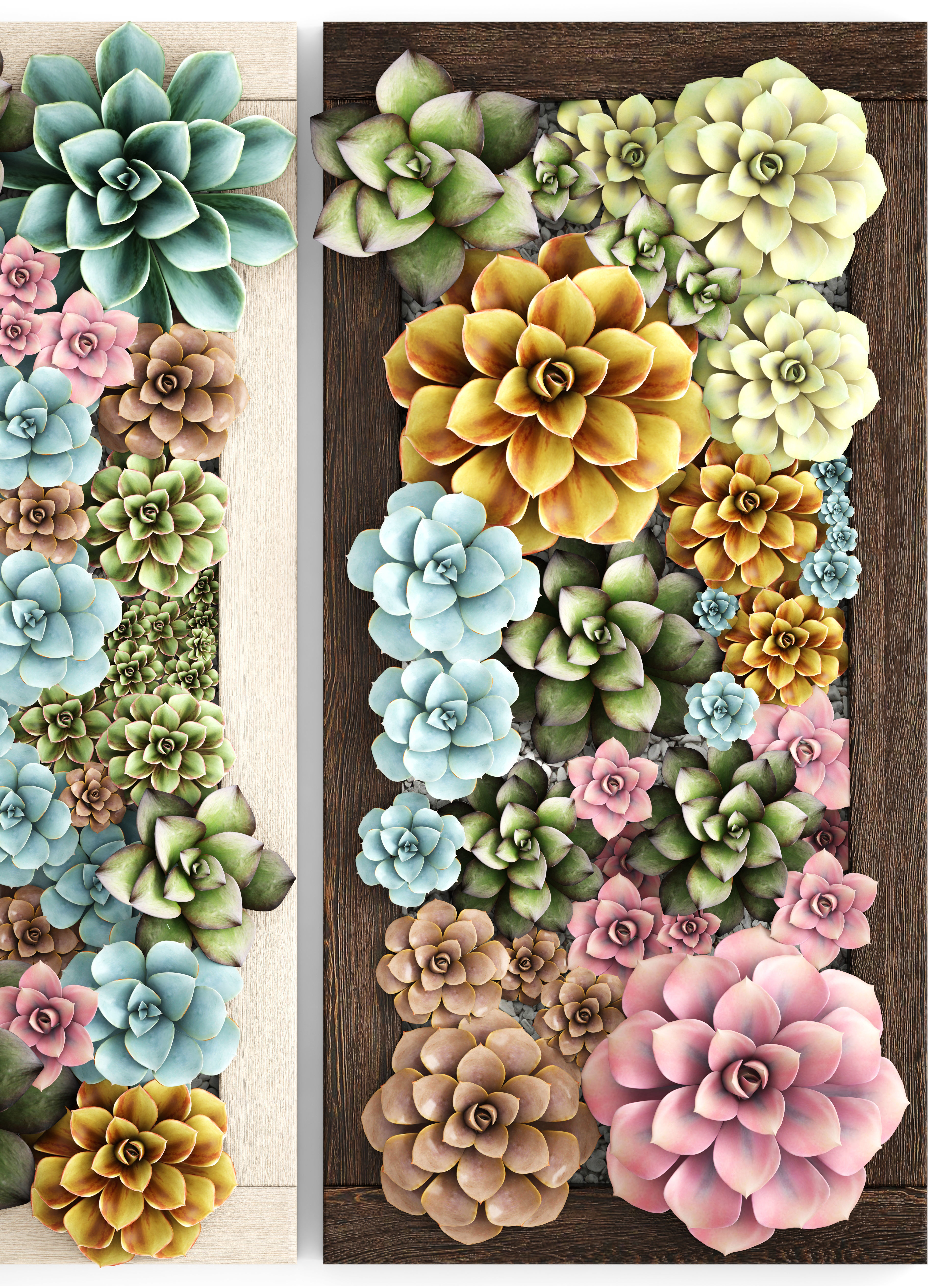 Echeveria Vertical garden 3D model_1