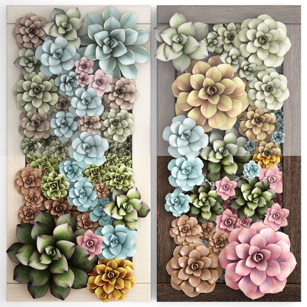 Echeveria Vertical garden 3D model_7
