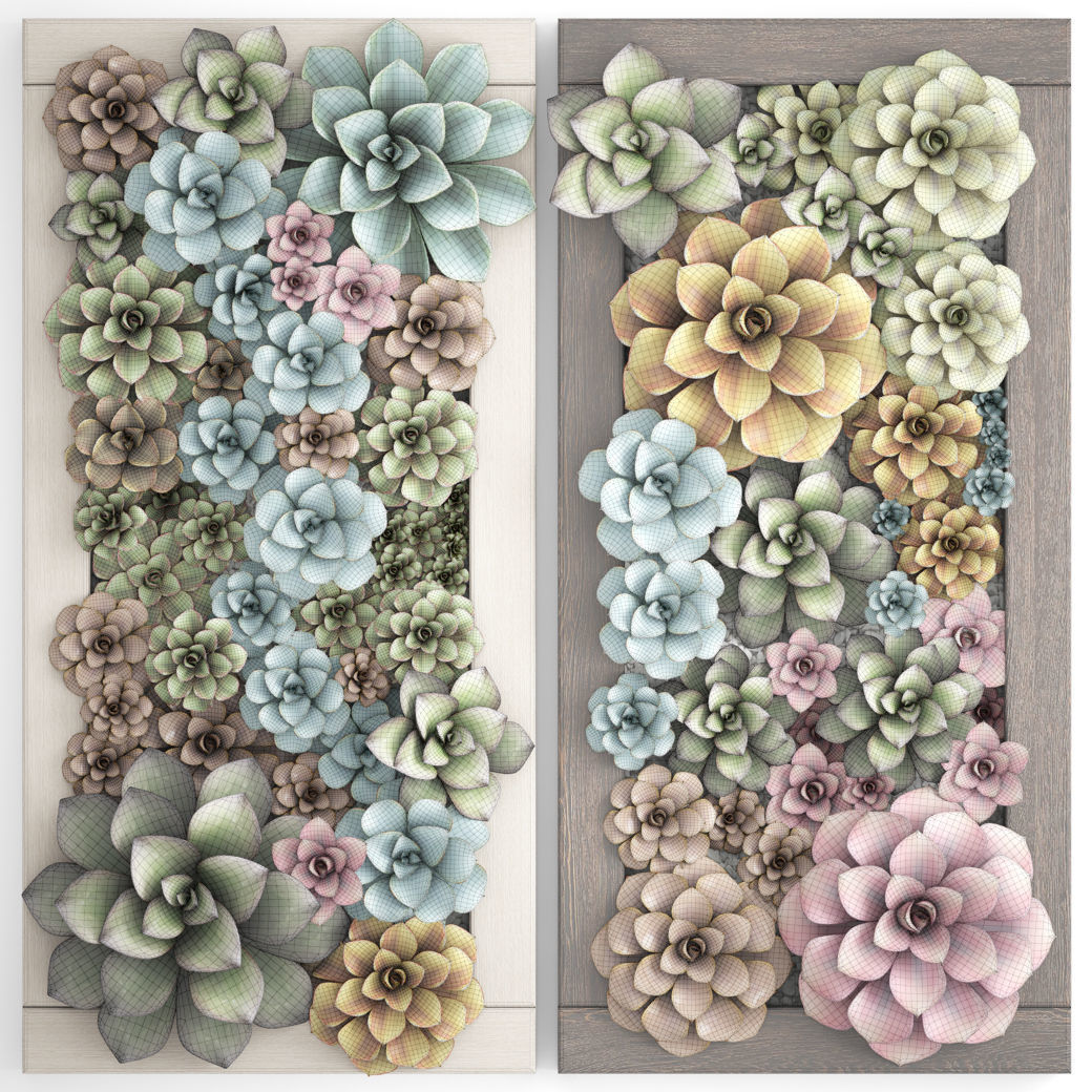 Echeveria Vertical garden 3D model_6