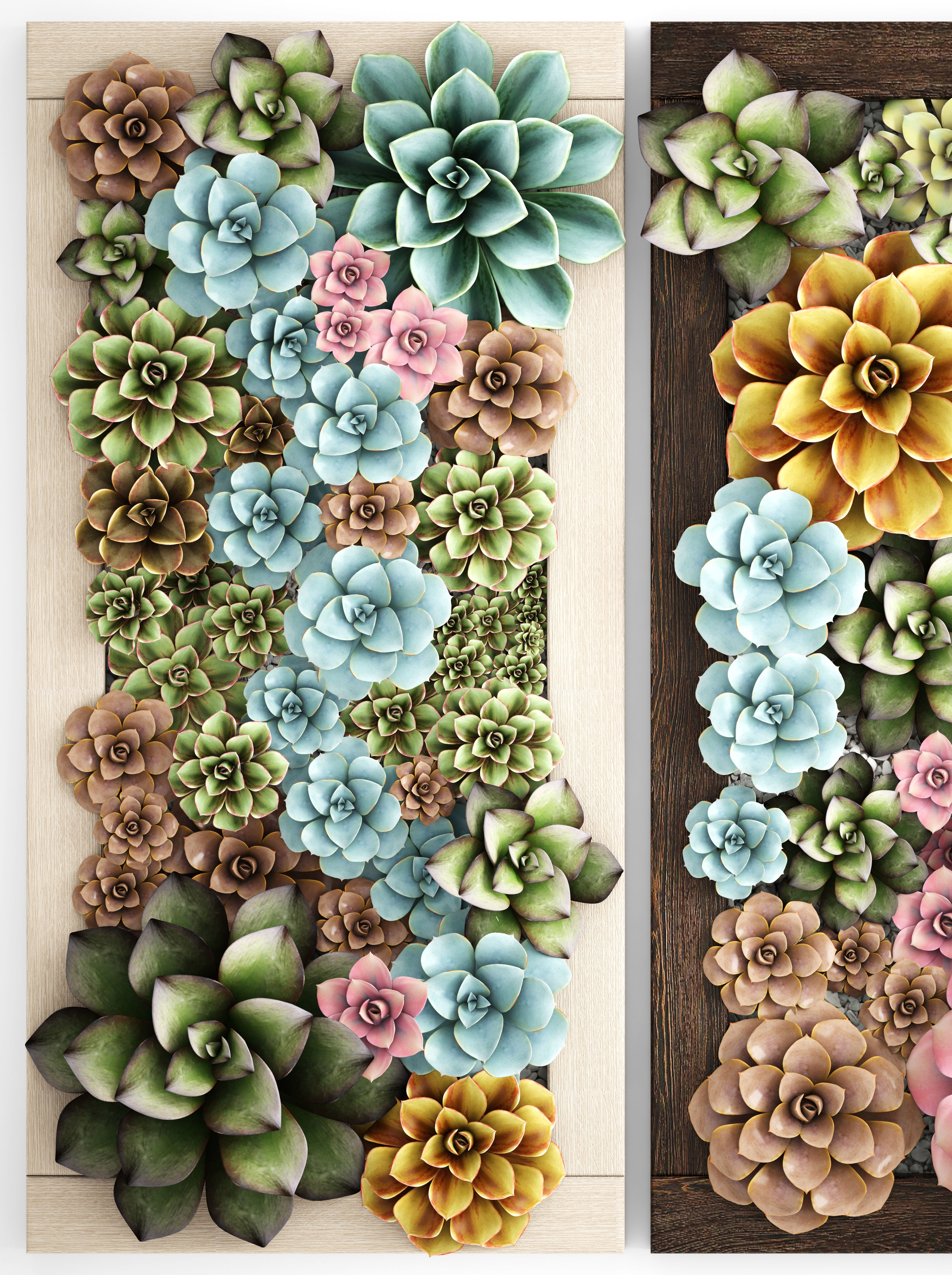 Echeveria Vertical garden 3D model_4