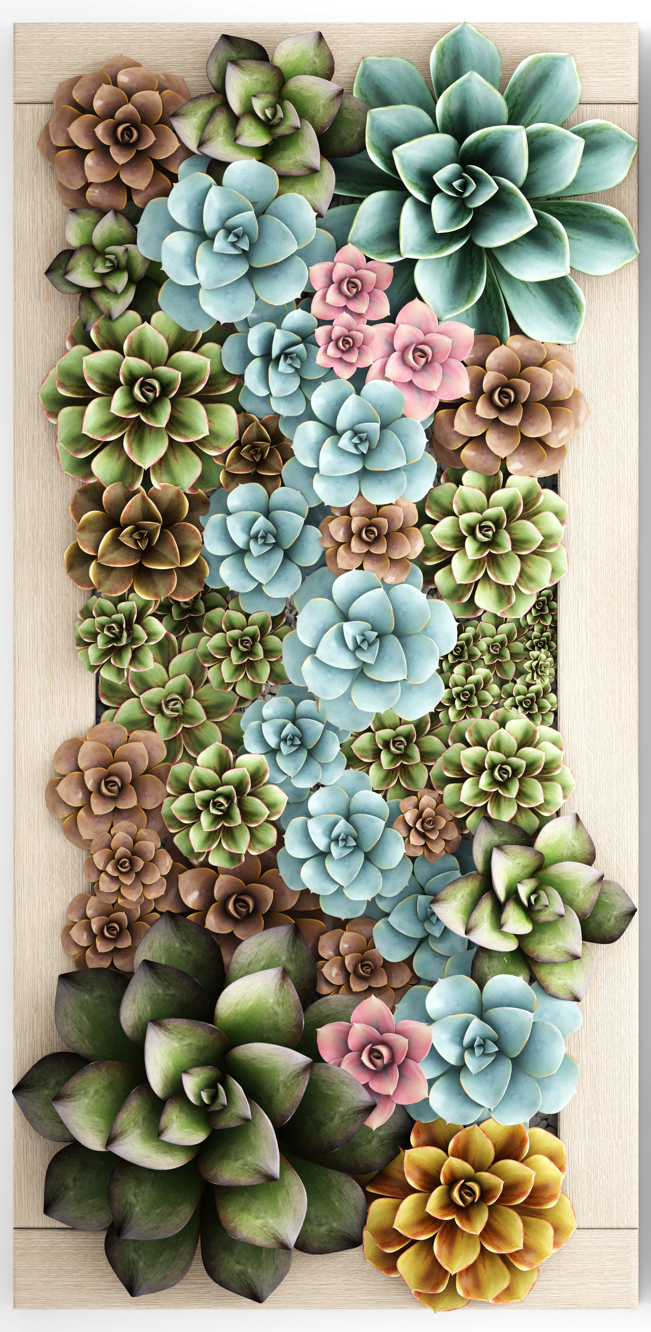 Echeveria Vertical garden 3D model_3